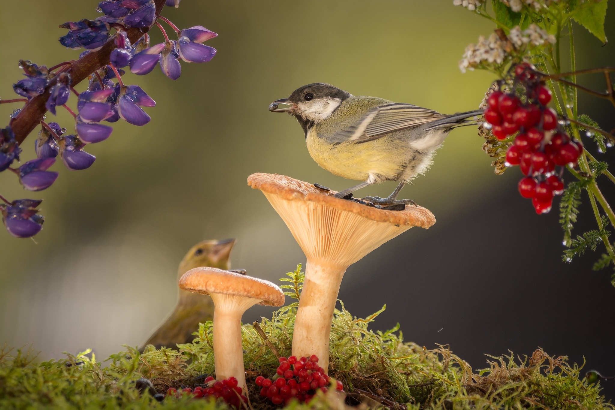 Free download wallpaper Birds, Flower, Bird, Berry, Animal, Mushroom, Moss on your PC desktop