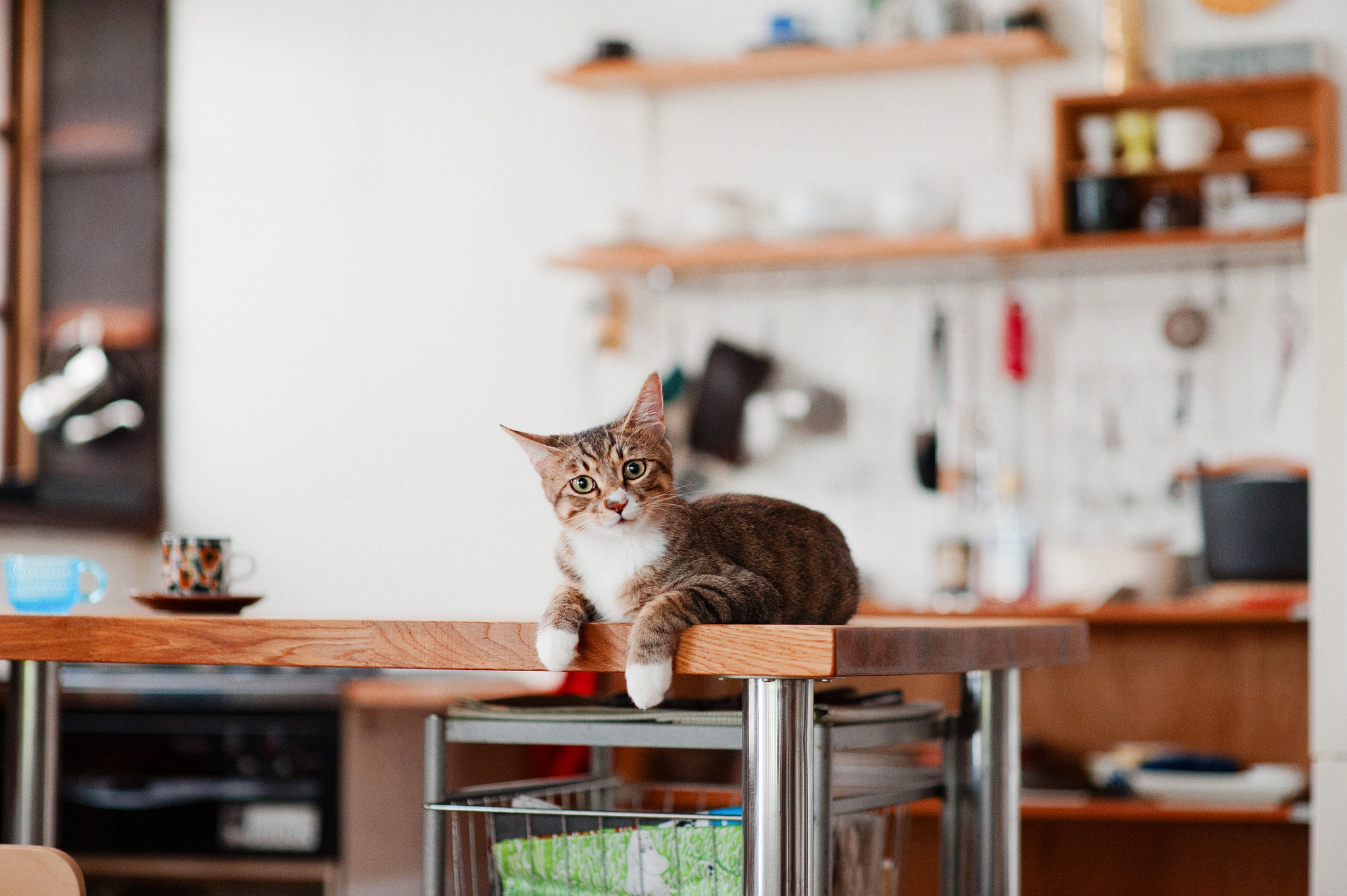 Baixe gratuitamente a imagem Animais, Gatos, Gato na área de trabalho do seu PC