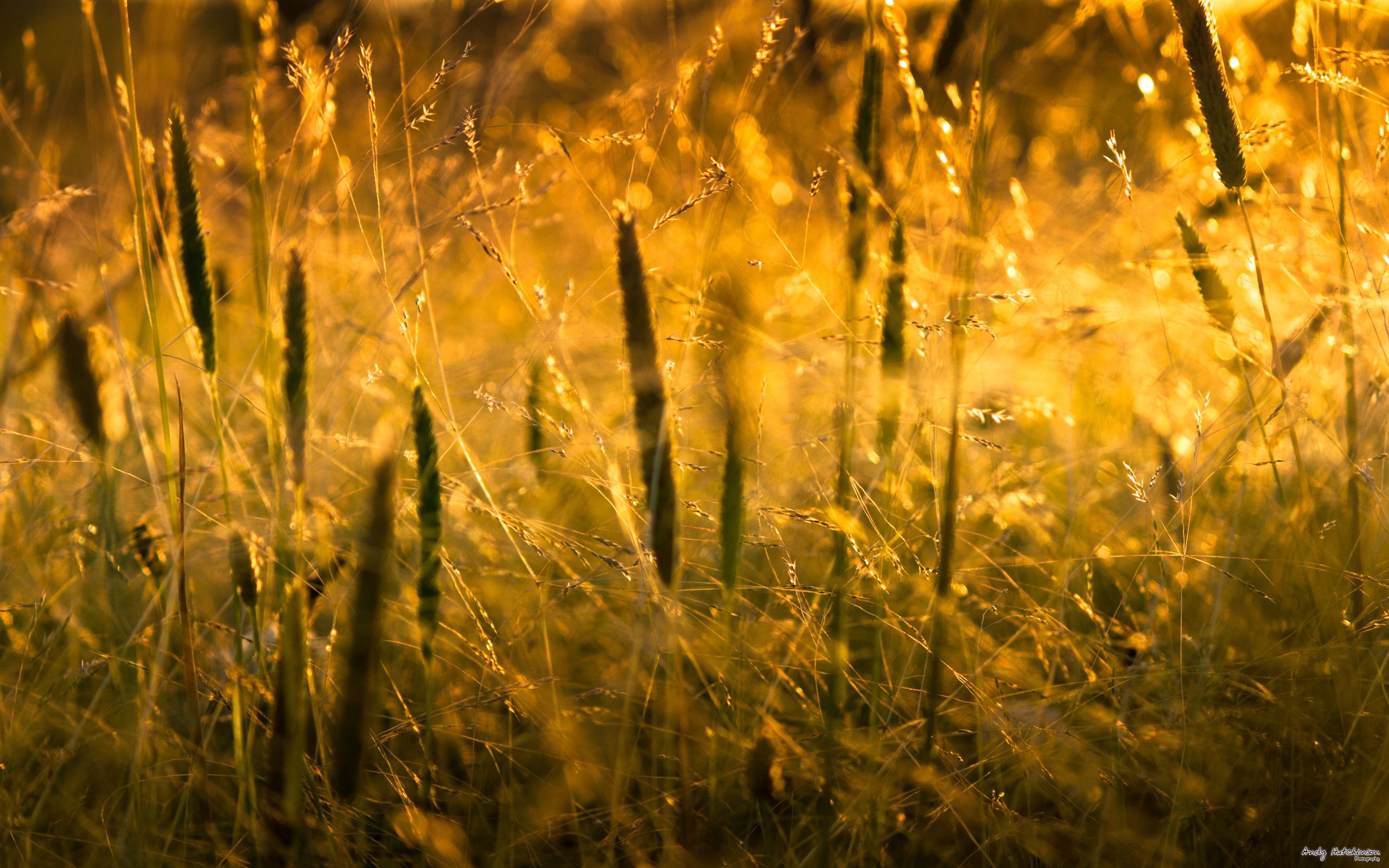 Download mobile wallpaper Grass, Macro, Nature, Sun, Shine, Light for free.