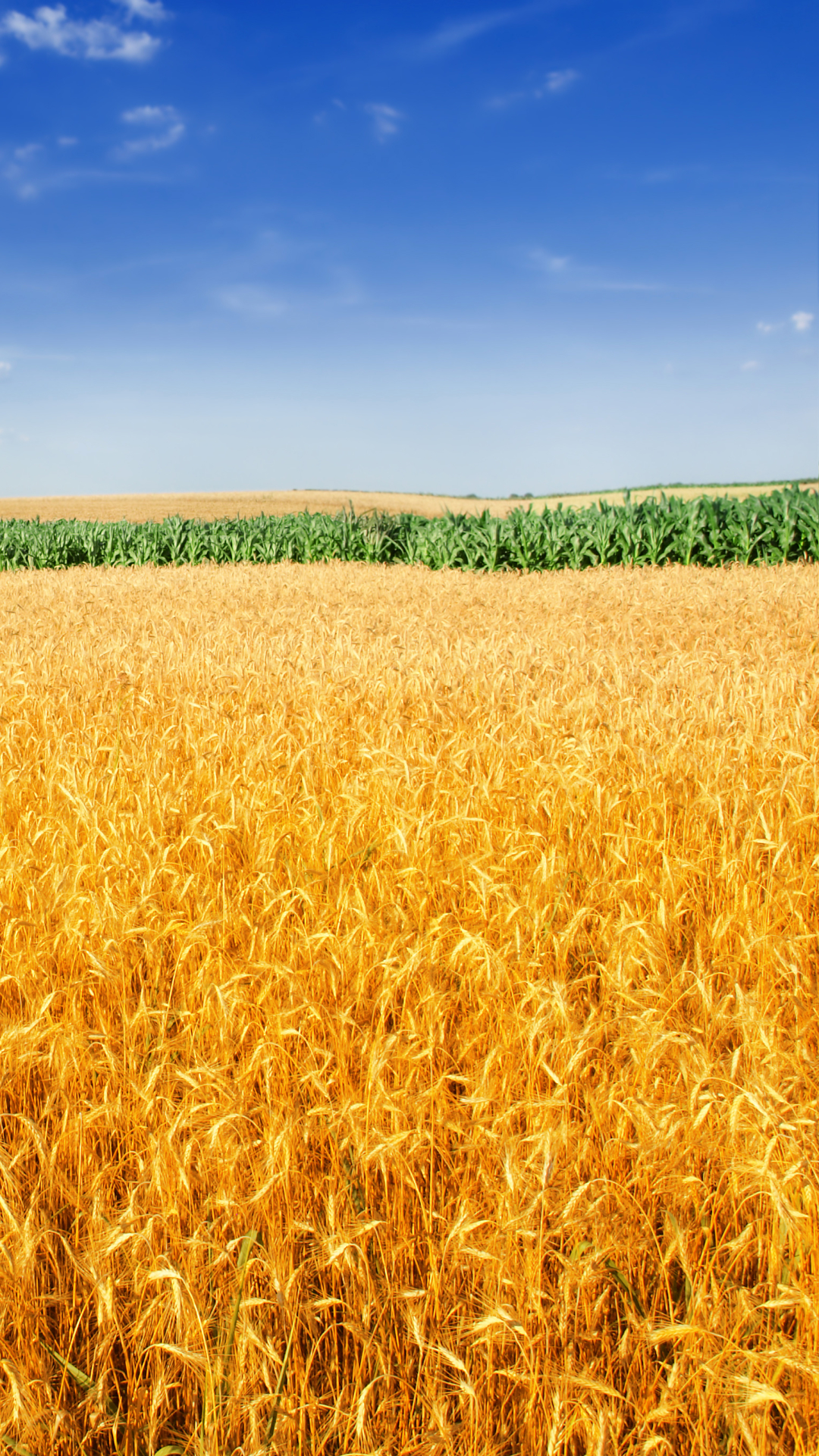 Download mobile wallpaper Landscape, Nature, Sky, Summer, Wheat, Horizon, Earth, Field for free.