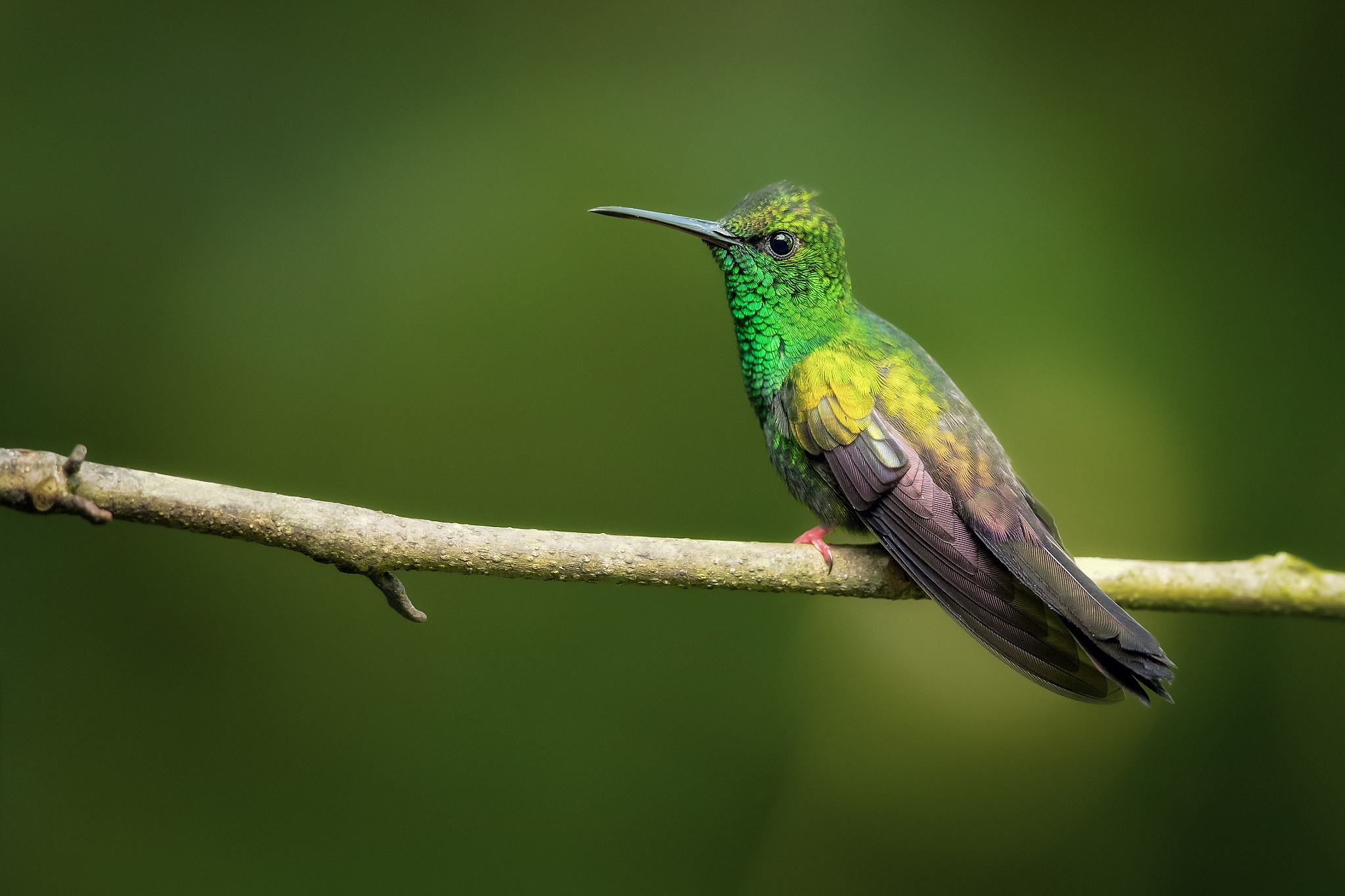 Handy-Wallpaper Tiere, Vögel, Vogel, Kolibri kostenlos herunterladen.