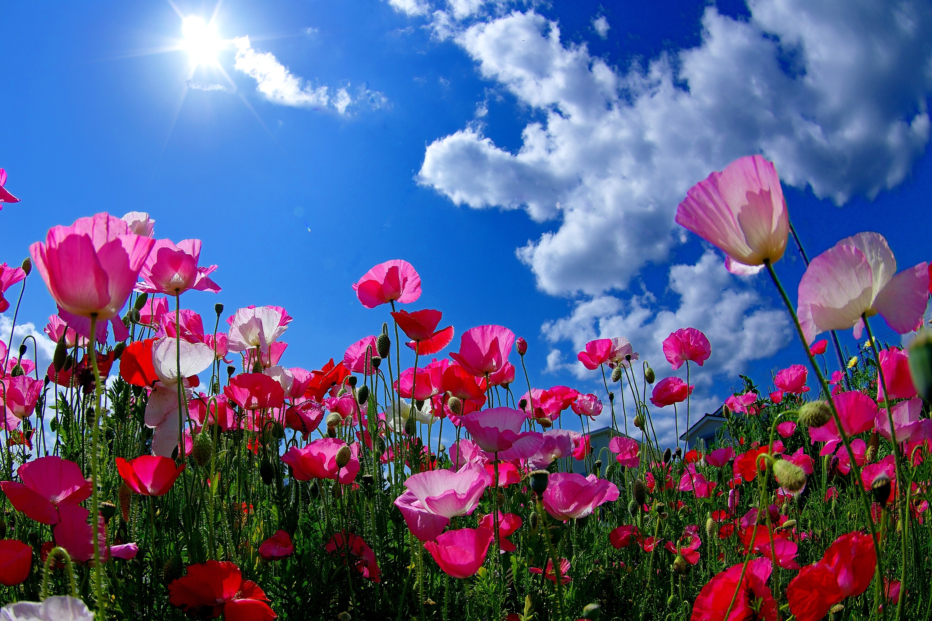 Téléchargez des papiers peints mobile Fleurs, Fleur, Champ, Coquelicot, Ciel, Soleil, Terre/nature, Fleur Rose gratuitement.