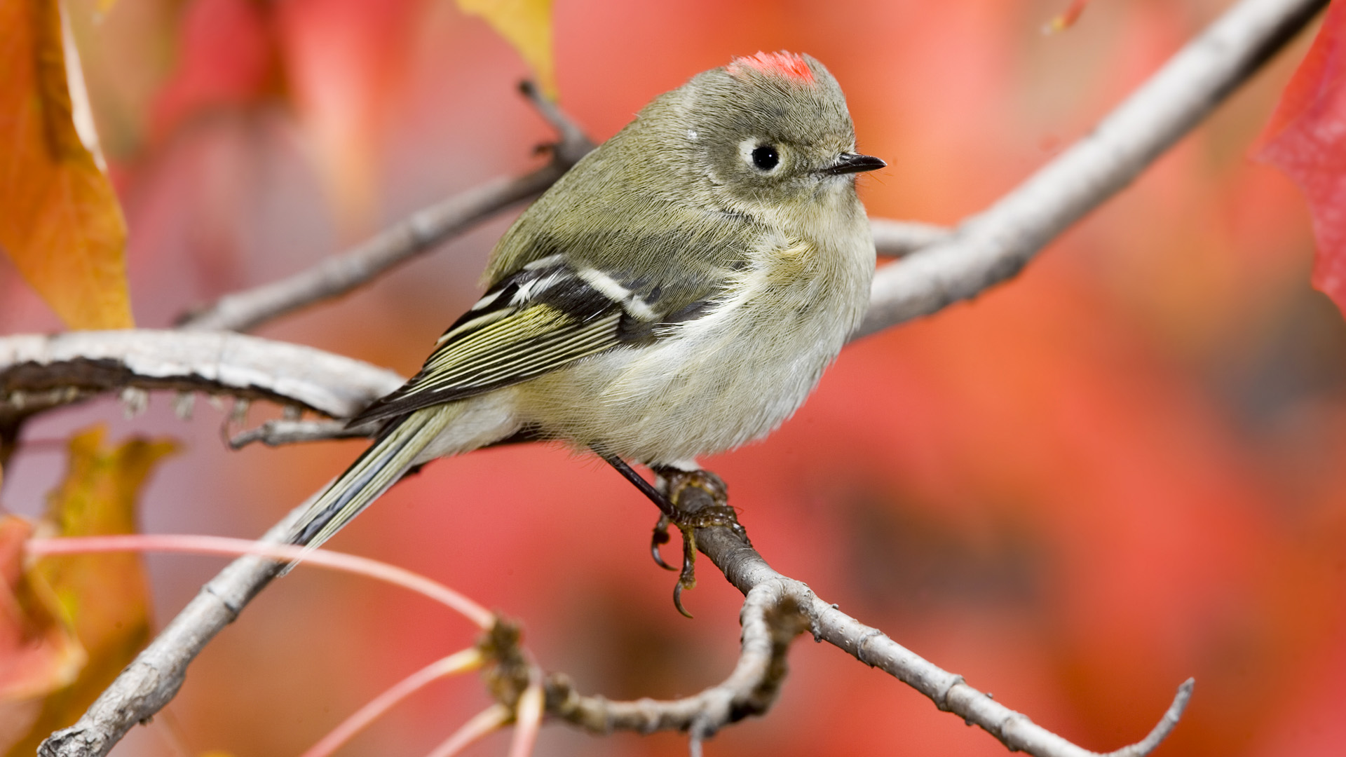 Descarga gratuita de fondo de pantalla para móvil de Animales, Aves, Ave.