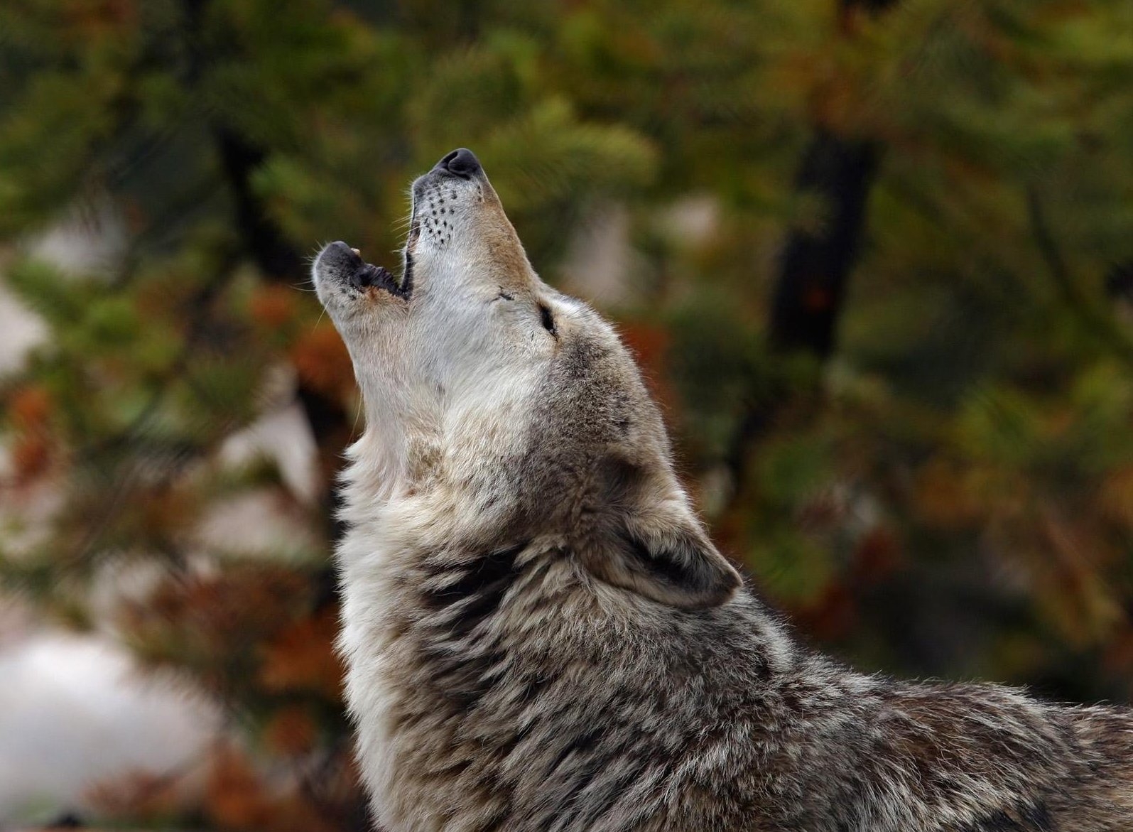 animals, dog, wolf, scream, cry, howl HD wallpaper
