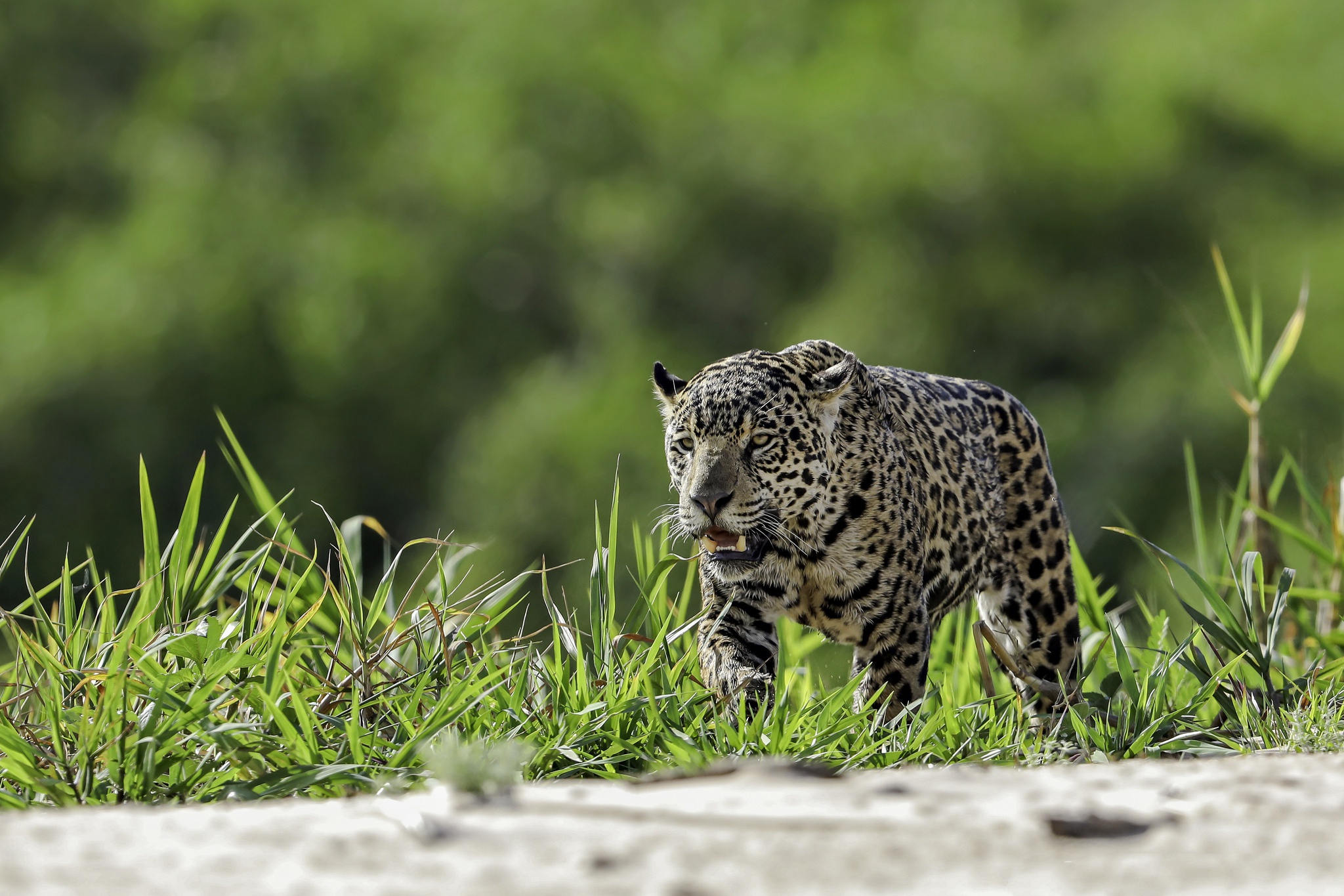 Baixar papel de parede para celular de Animais, Gatos, Leopardo gratuito.