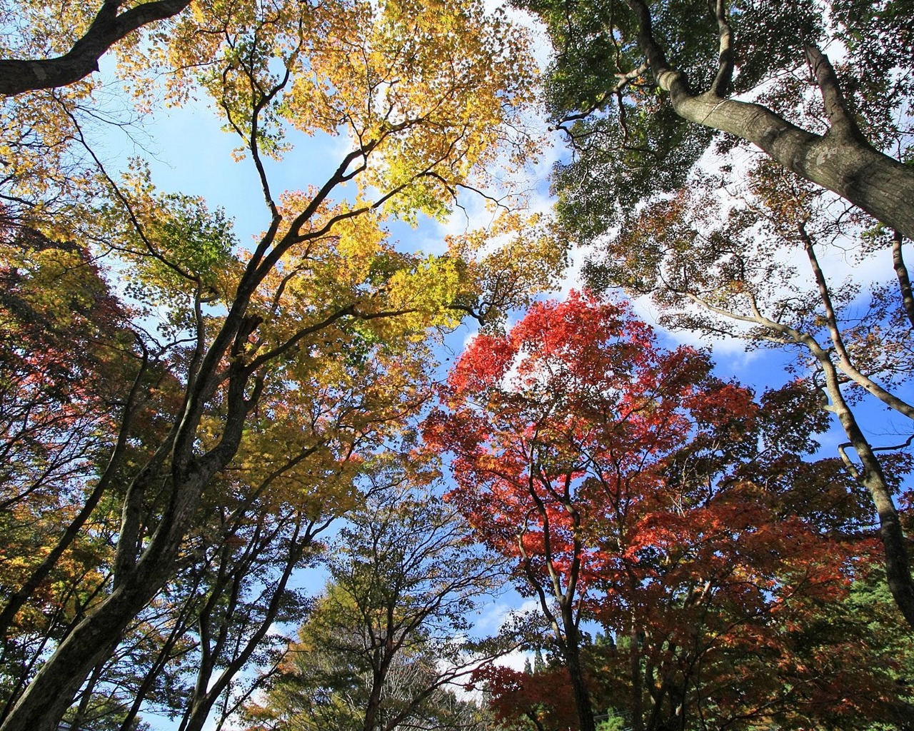 Descarga gratuita de fondo de pantalla para móvil de Árbol, Tierra/naturaleza.