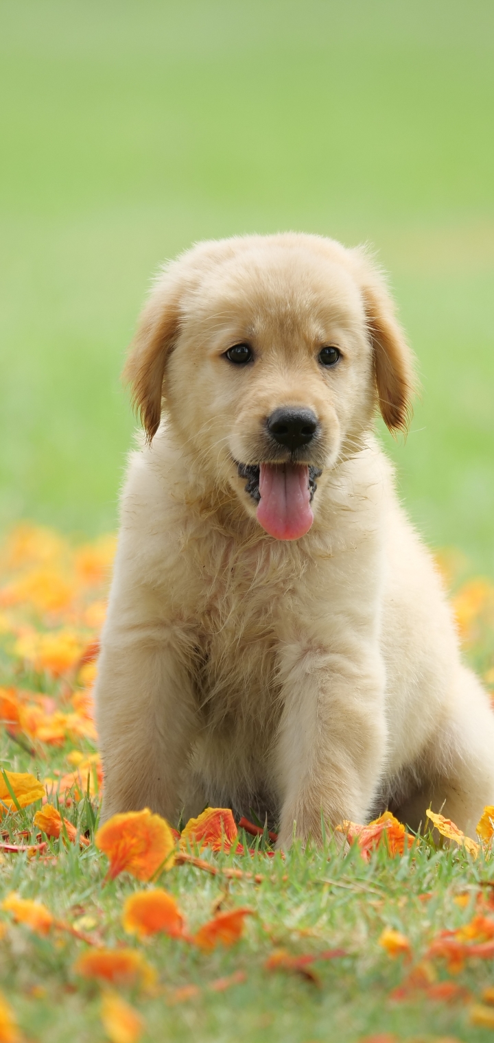 Download mobile wallpaper Dogs, Dog, Animal, Puppy, Golden Retriever, Baby Animal for free.