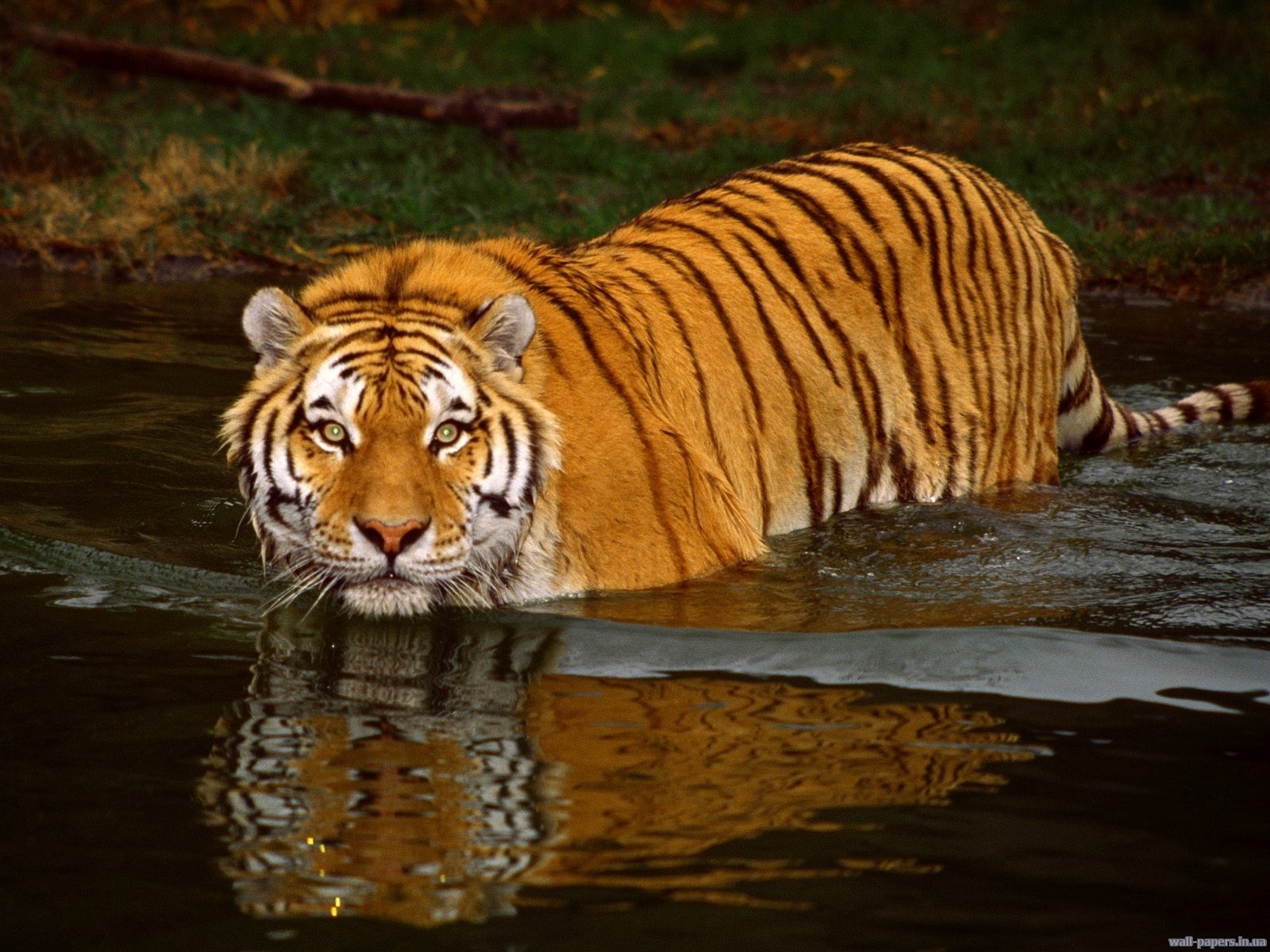 Скачать картинку Животные, Вода, Тигры в телефон бесплатно.