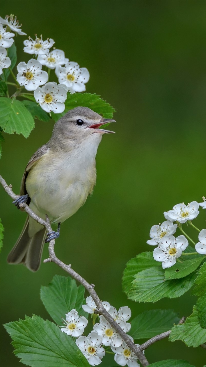 Best Mobile Warbling Vireo Backgrounds