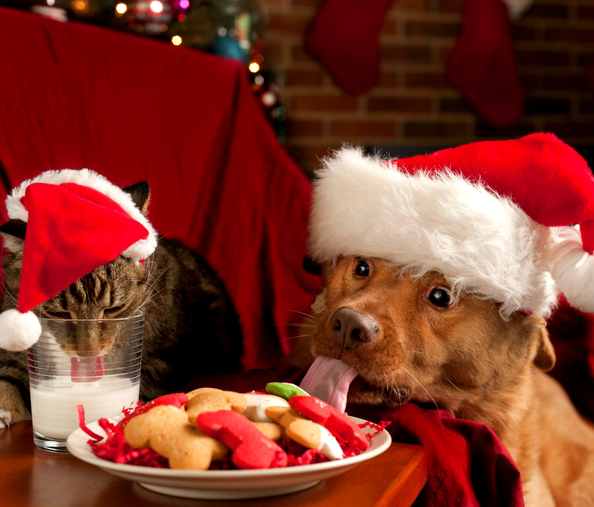 PCデスクトップに動物, クリスマス, クッキー, ネコ, 犬, サンタハット, キャット＆ドッグ画像を無料でダウンロード