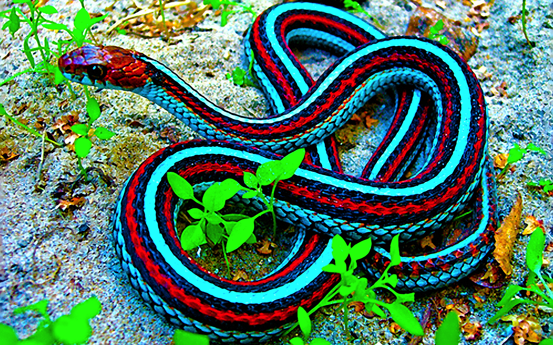 355320 descargar imagen animales, serpiente de liga, serpiente, reptiles: fondos de pantalla y protectores de pantalla gratis
