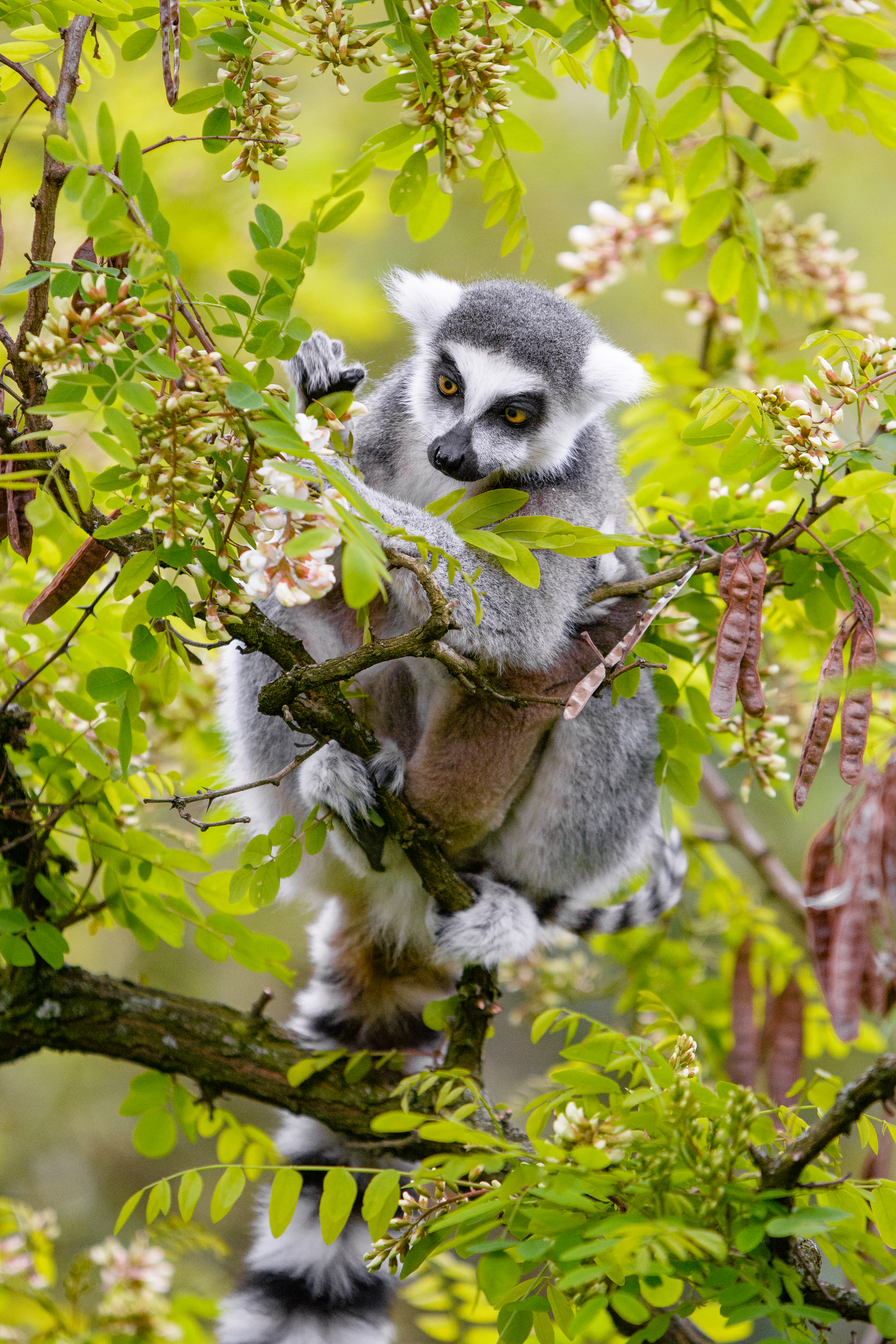 121197 Hintergrundbild herunterladen wilde natur, tier, lemur, tiere, holz, baum, ast, zweig, wildlife - Bildschirmschoner und Bilder kostenlos