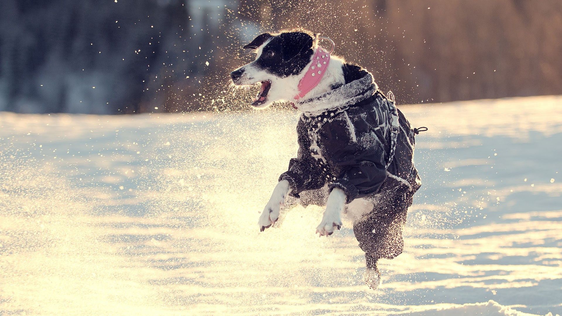 animals, snow, dog, stroll, bounce, jump wallpapers for tablet