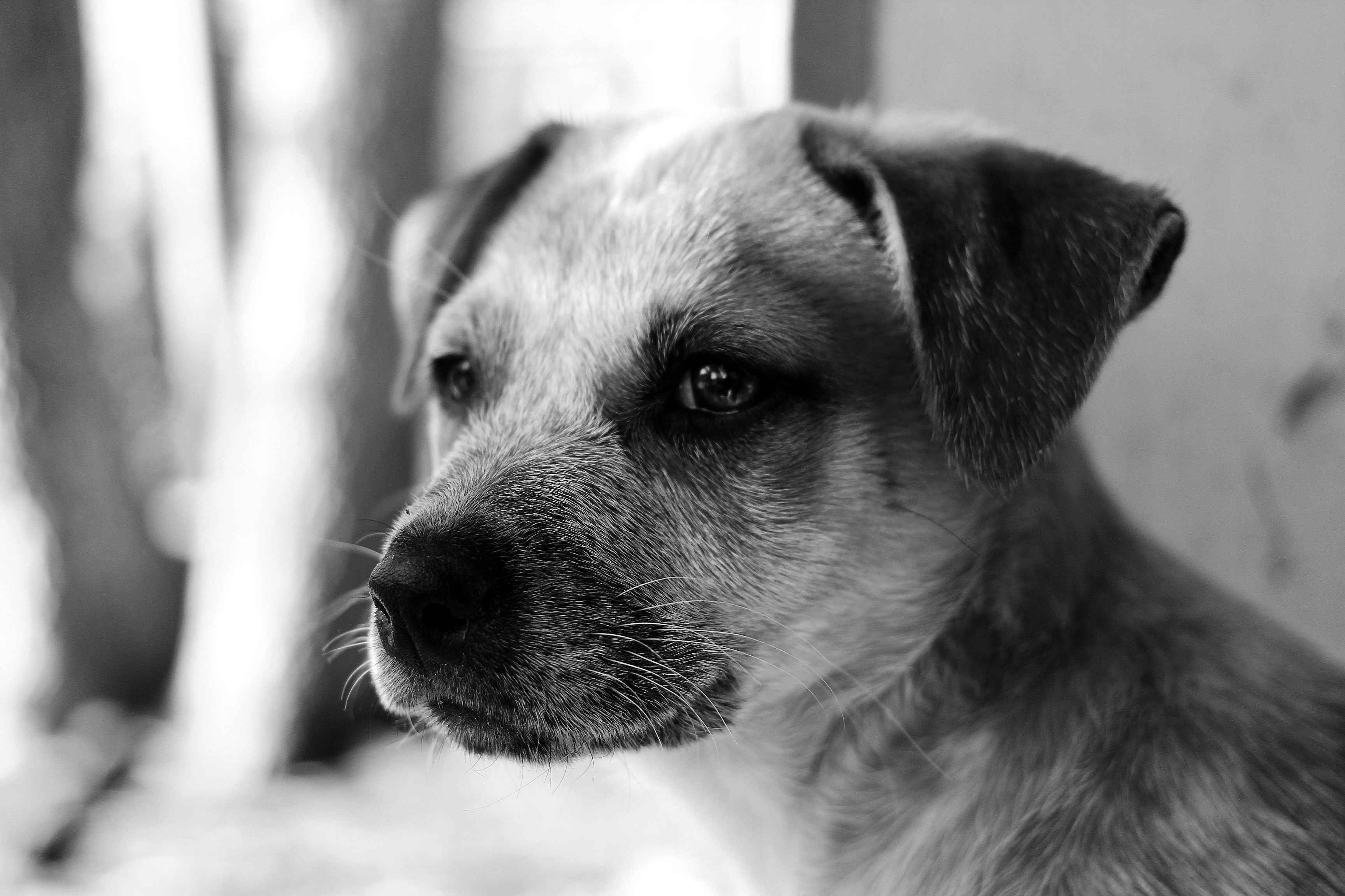 Free download wallpaper Dogs, Dog, Close Up, Animal, Puppy, Black & White, Baby Animal on your PC desktop