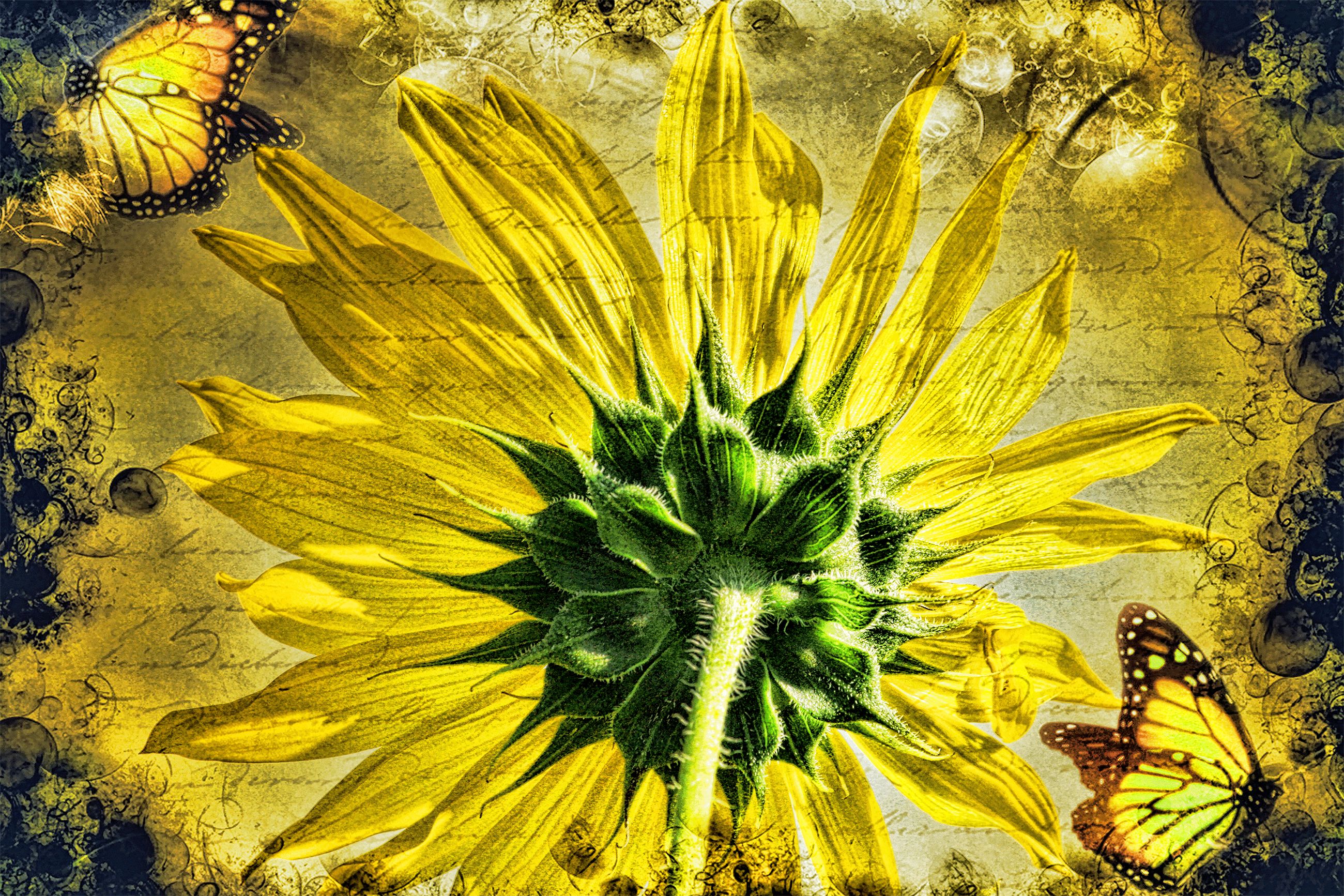 Download mobile wallpaper Flowers, Flower, Butterfly, Artistic, Sunflower for free.