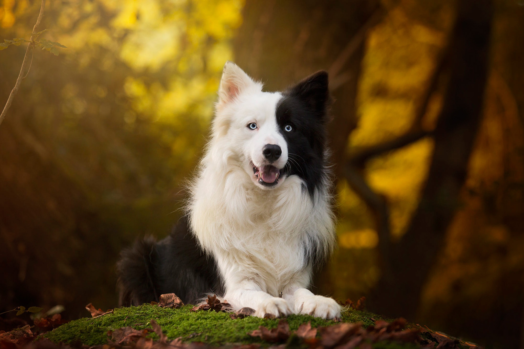 無料モバイル壁紙動物, 犬, ボーダーコリーをダウンロードします。