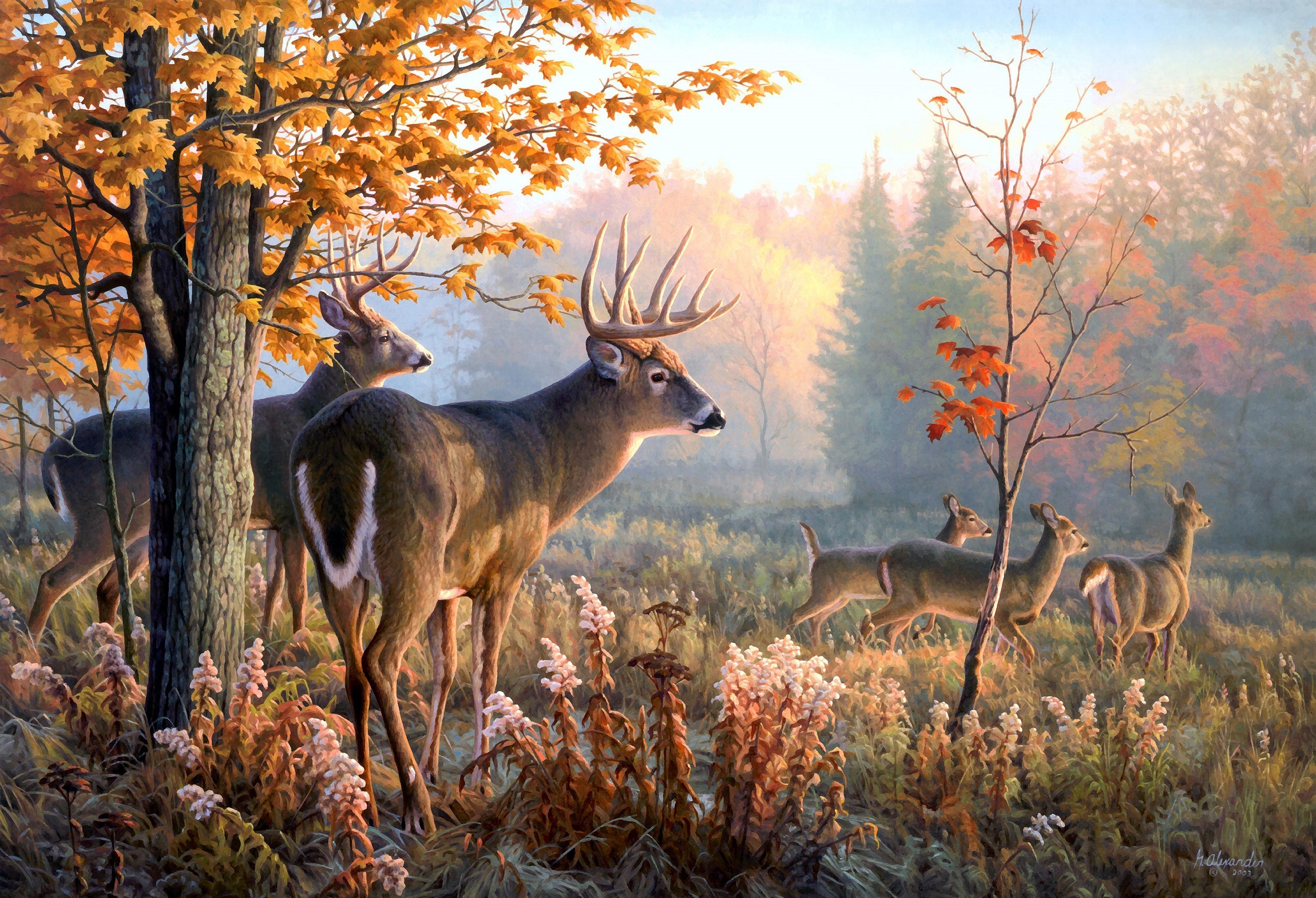 無料モバイル壁紙動物, 秋, 鹿, オジロジカをダウンロードします。