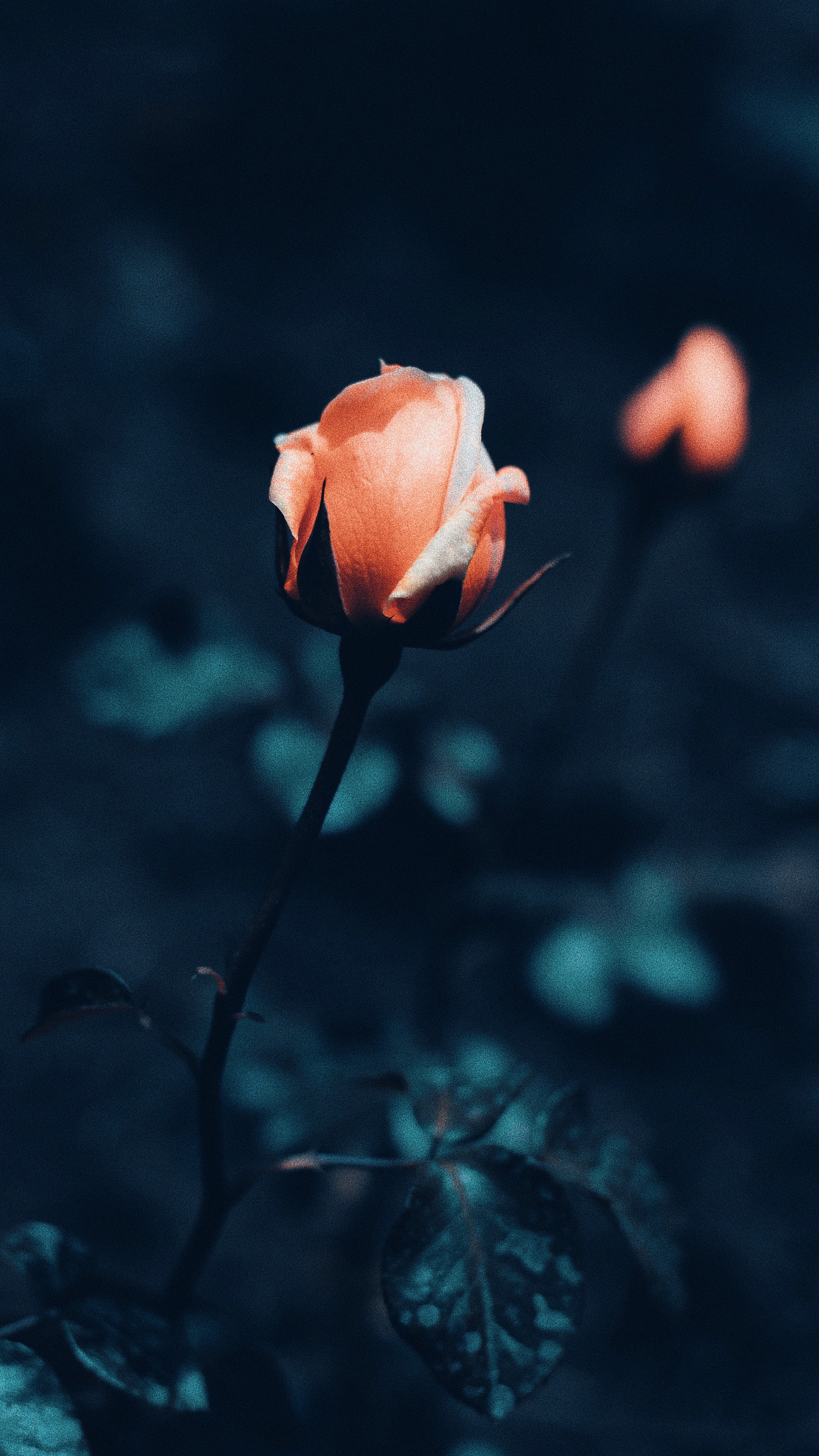 Téléchargez gratuitement l'image Fleur, Macro, Fleurs, Une Rose, Buisson, Rose sur le bureau de votre PC
