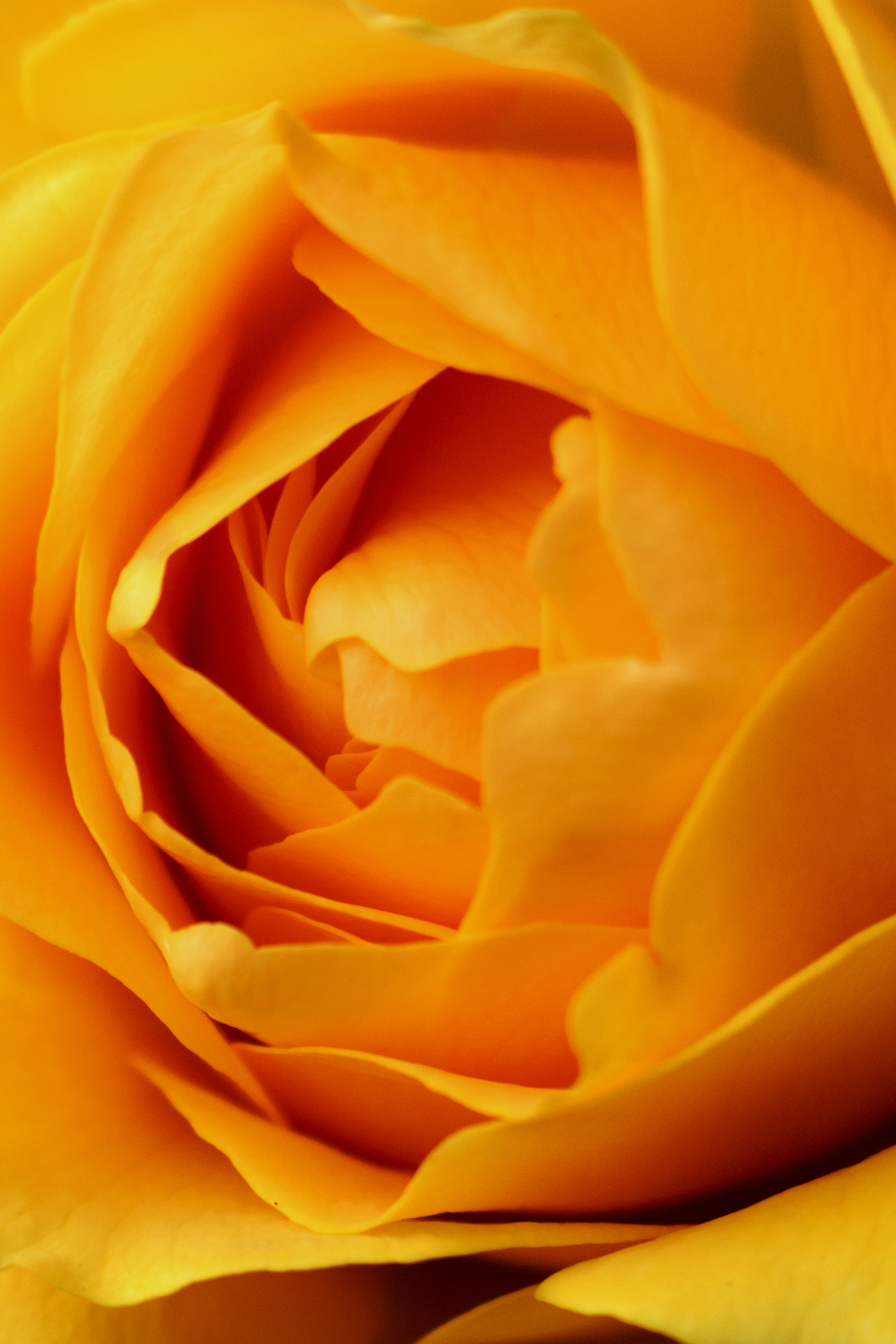 Laden Sie das Rose, Blume, Makro, Blütenblätter-Bild kostenlos auf Ihren PC-Desktop herunter