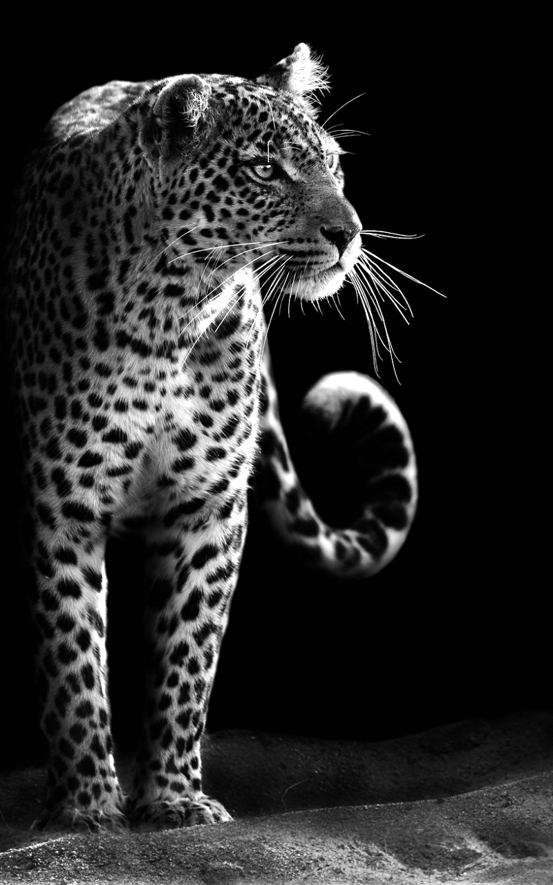 Download mobile wallpaper Cats, Leopard, Animal, Wildcat, Black & White for free.