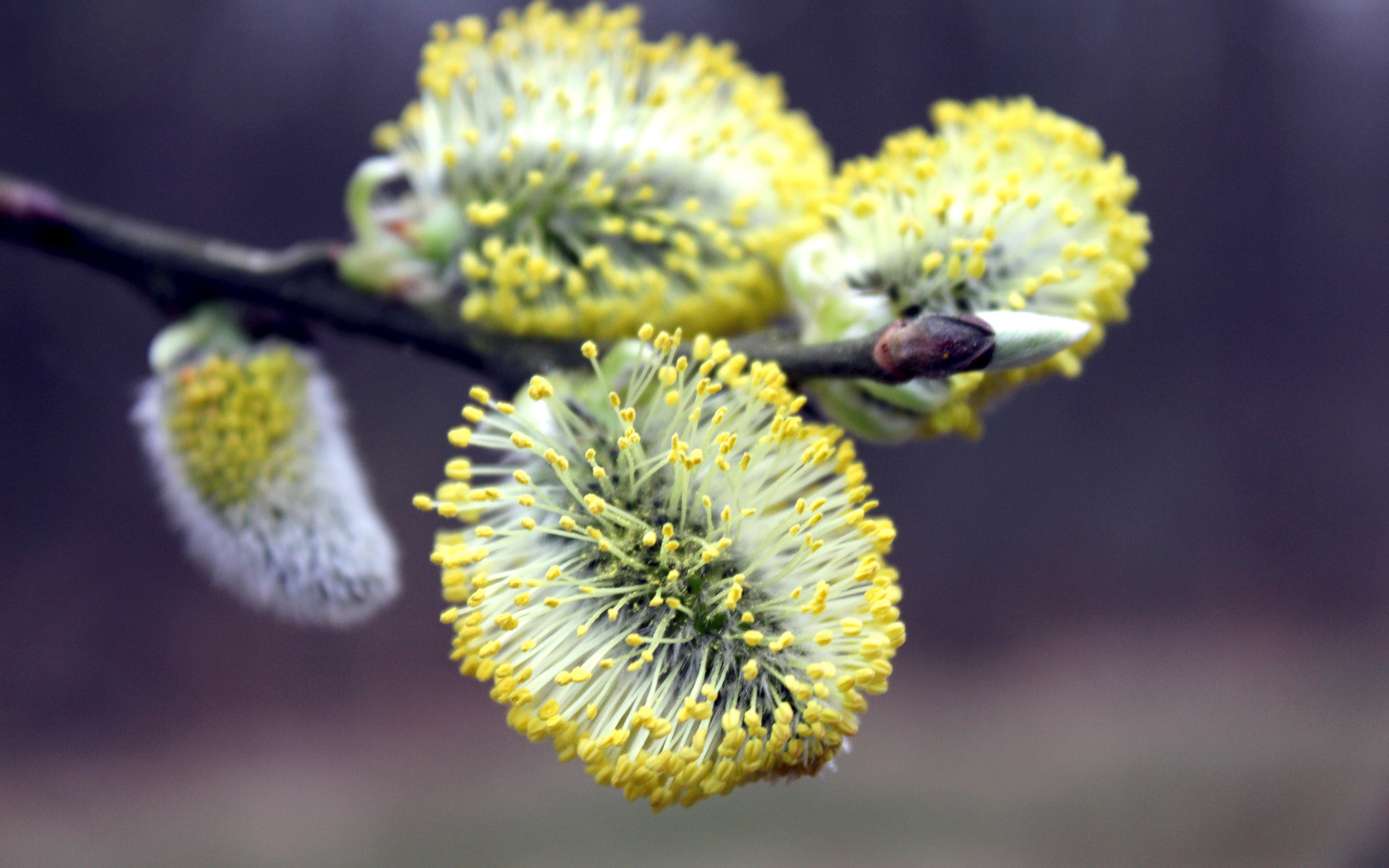 Descarga gratis la imagen Flor, Tierra/naturaleza en el escritorio de tu PC