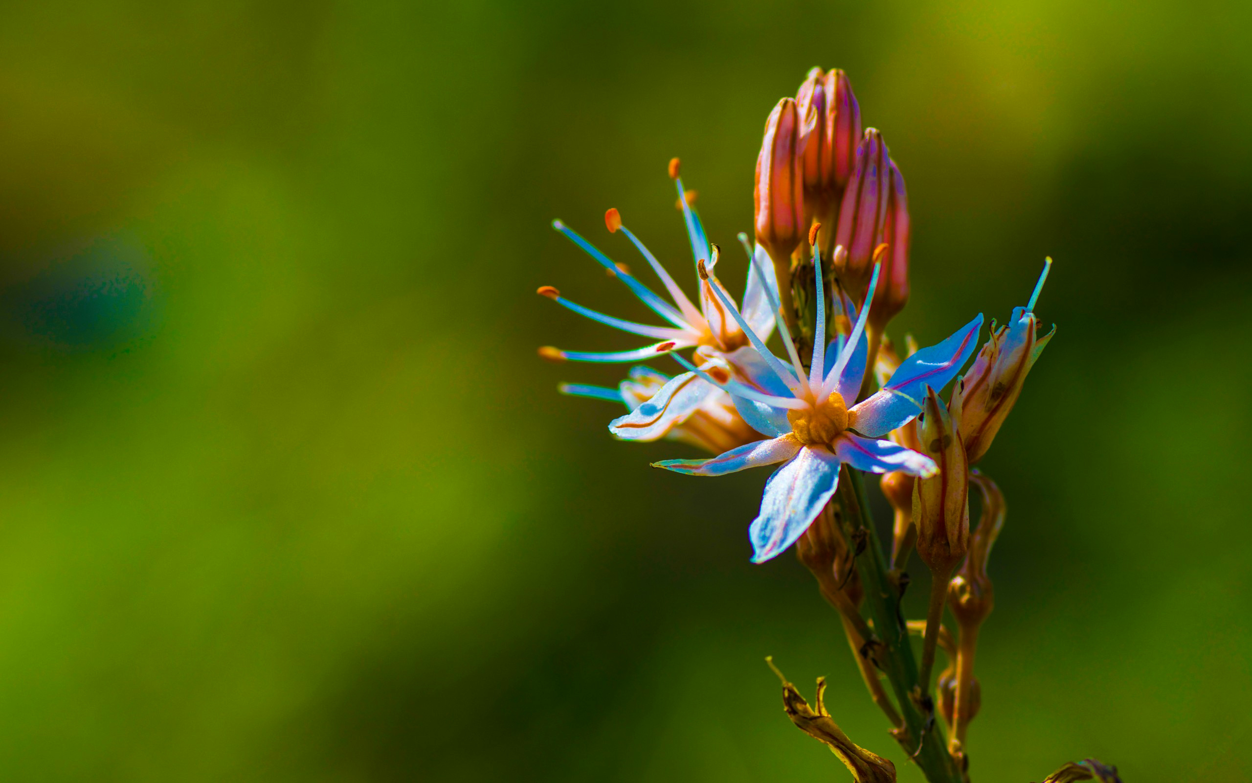 Laden Sie das Natur, Blumen, Blume, Makro, Verwischen, Erde/natur-Bild kostenlos auf Ihren PC-Desktop herunter