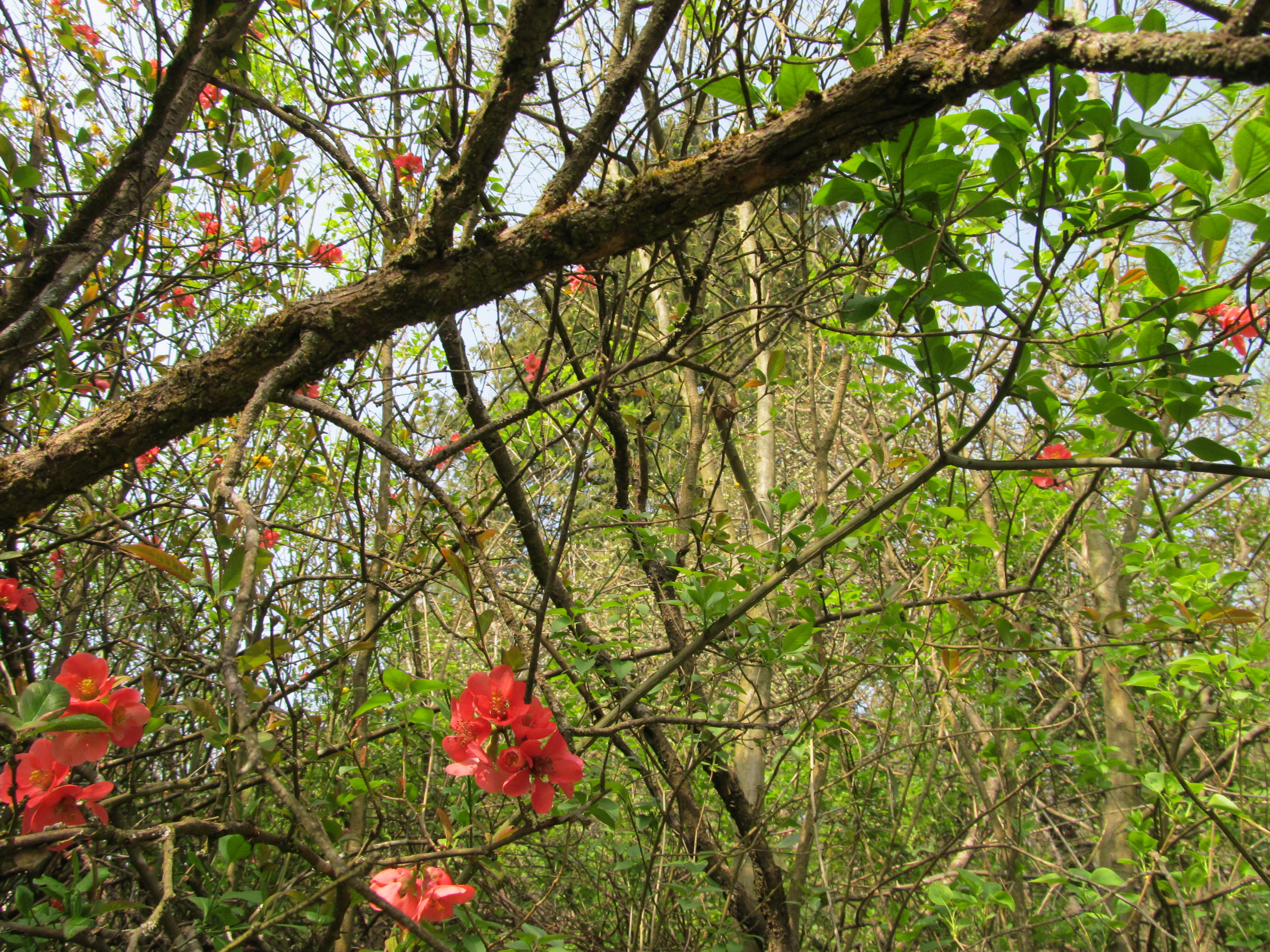 Descarga gratuita de fondo de pantalla para móvil de Rama, Tierra/naturaleza.