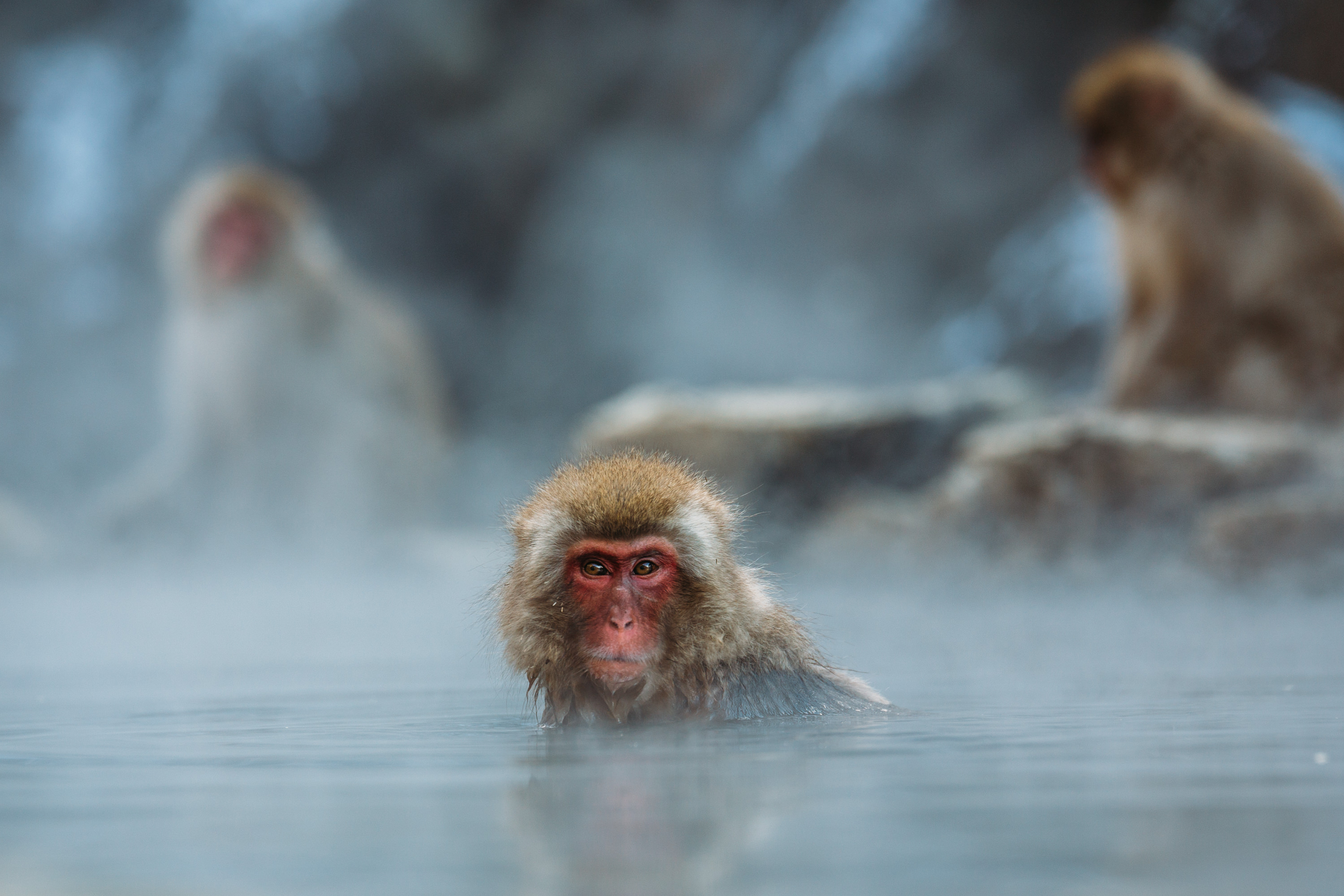 Скачати мобільні шпалери Мавпи, Мавпа, Тварина, Японська Макака безкоштовно.