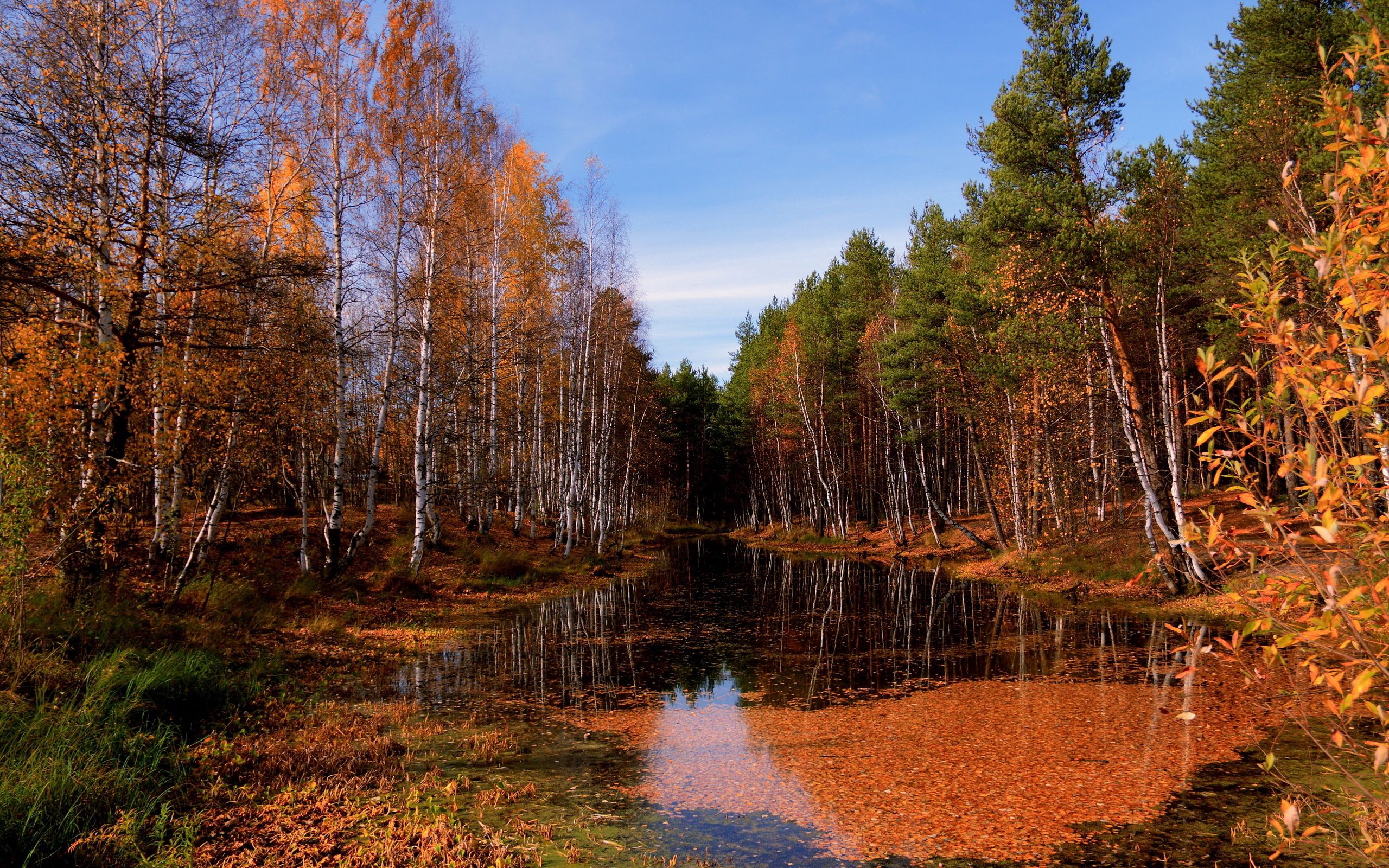 autumn, fall, nature, water, trees, sky, lake, surface, leaf fall, puddle, october, clear, i see