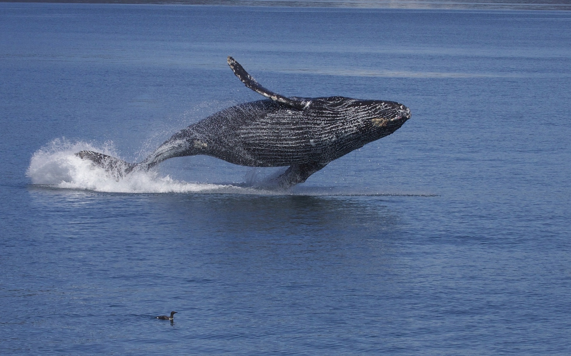 608066壁紙のダウンロード動物, 鯨, ザトウクジラ, 水-スクリーンセーバーと写真を無料で