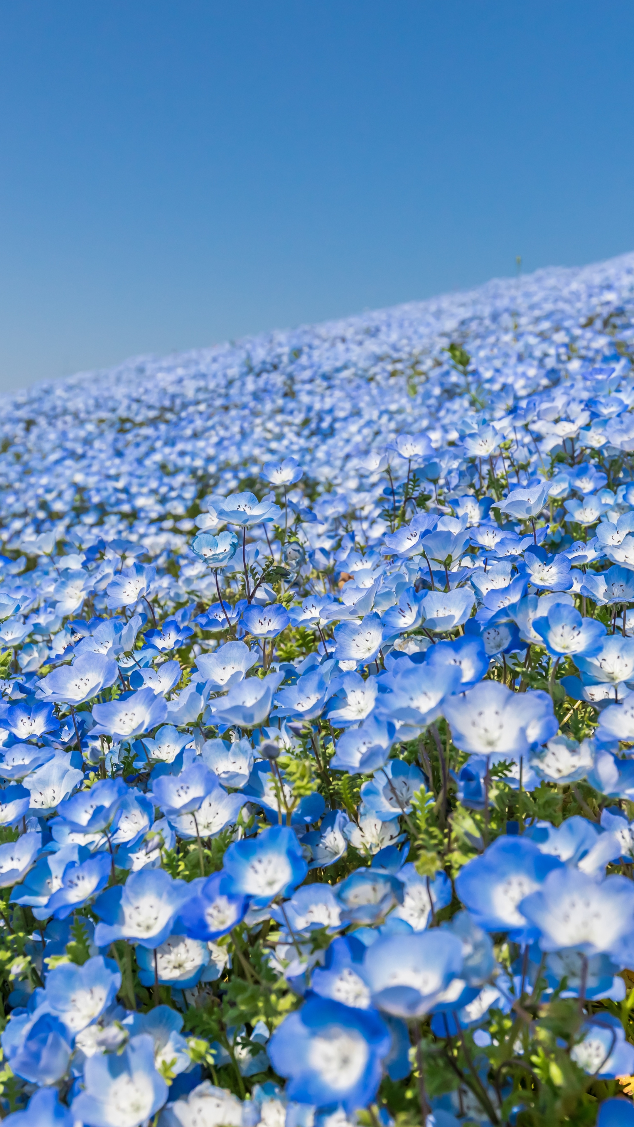 Descarga gratis la imagen Flores, Flor, Tierra/naturaleza, Flor Azul en el escritorio de tu PC