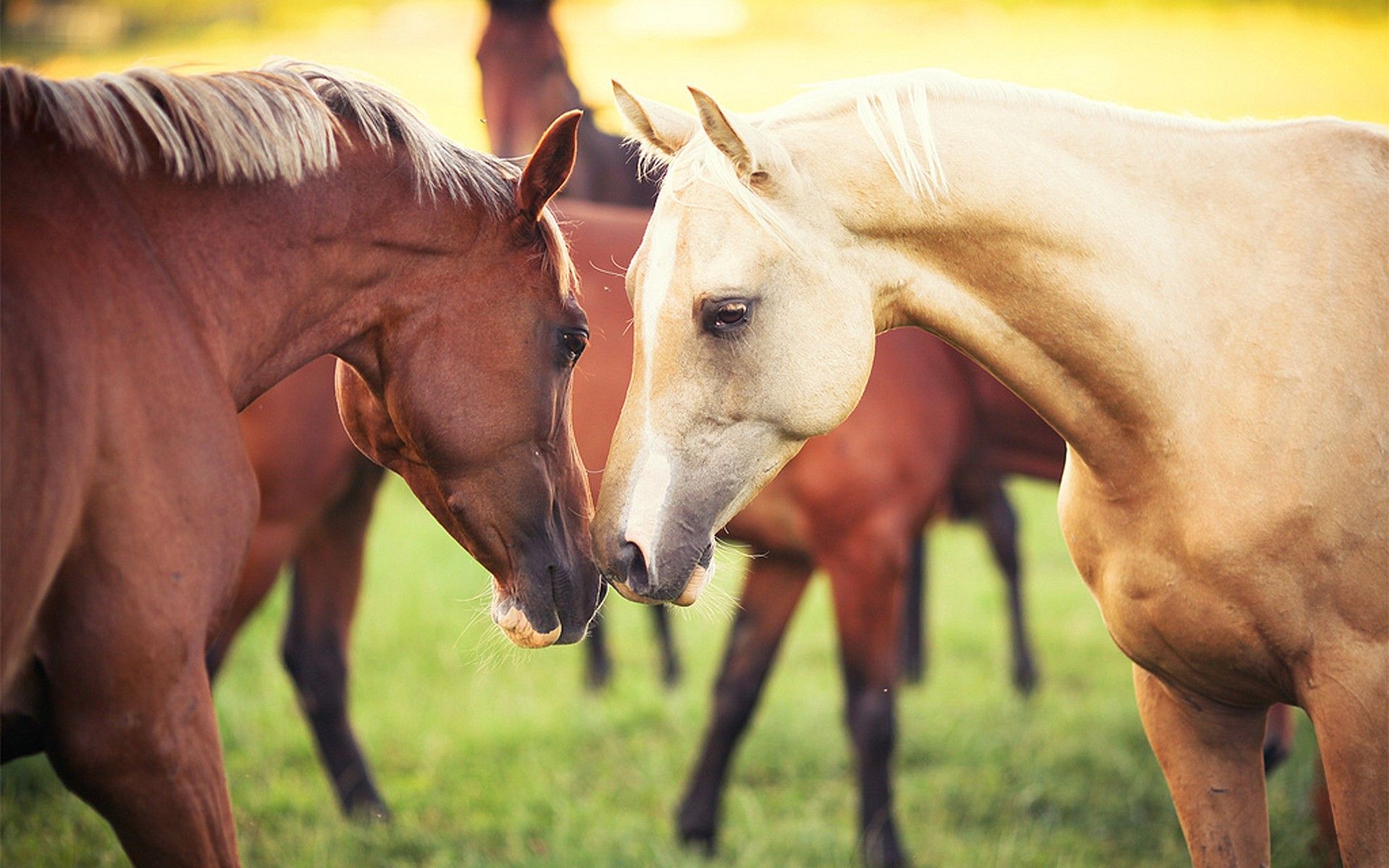 Laden Sie das Tiere, Hauspferd-Bild kostenlos auf Ihren PC-Desktop herunter