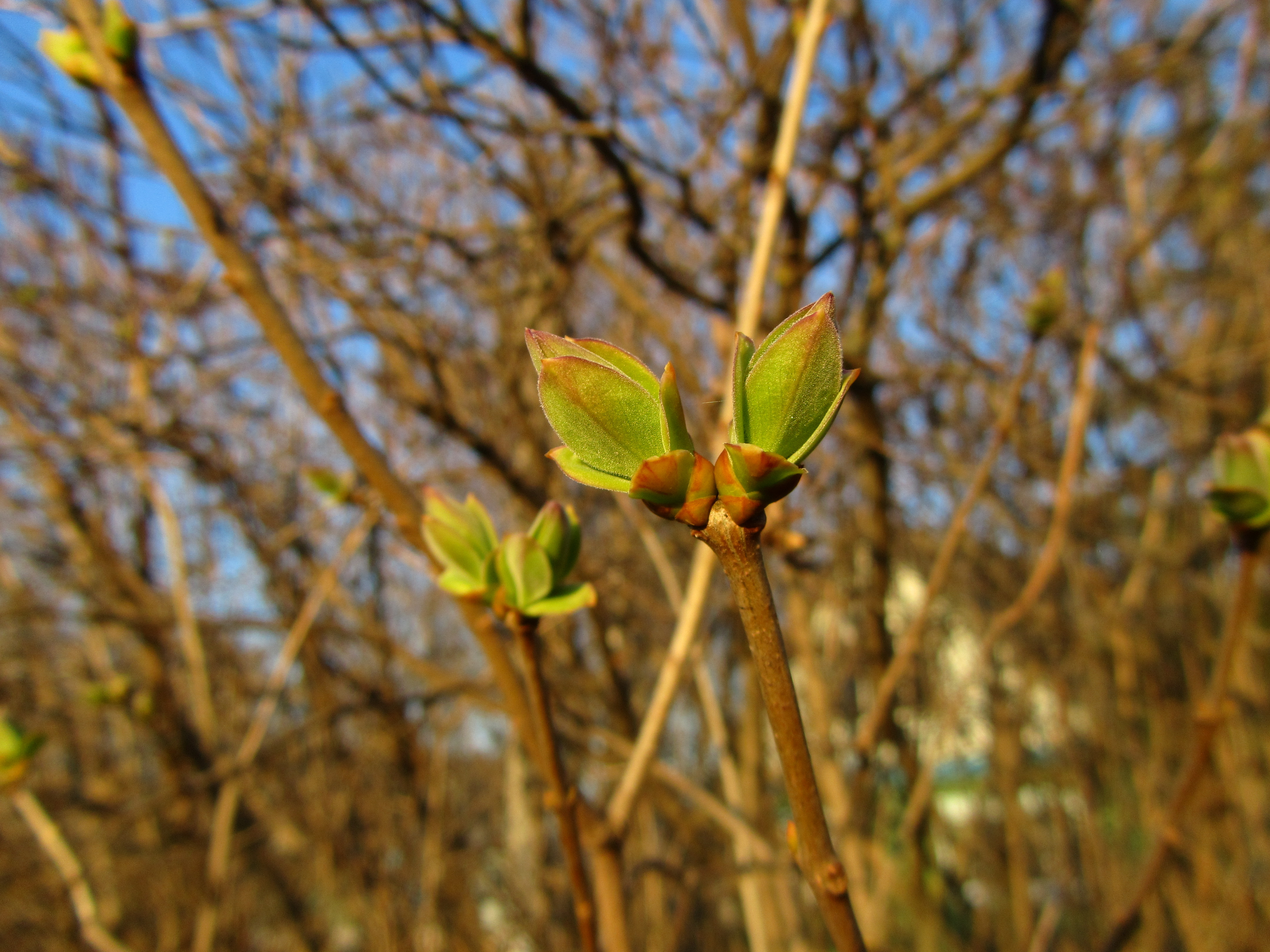 Free download wallpaper Branch, Earth on your PC desktop