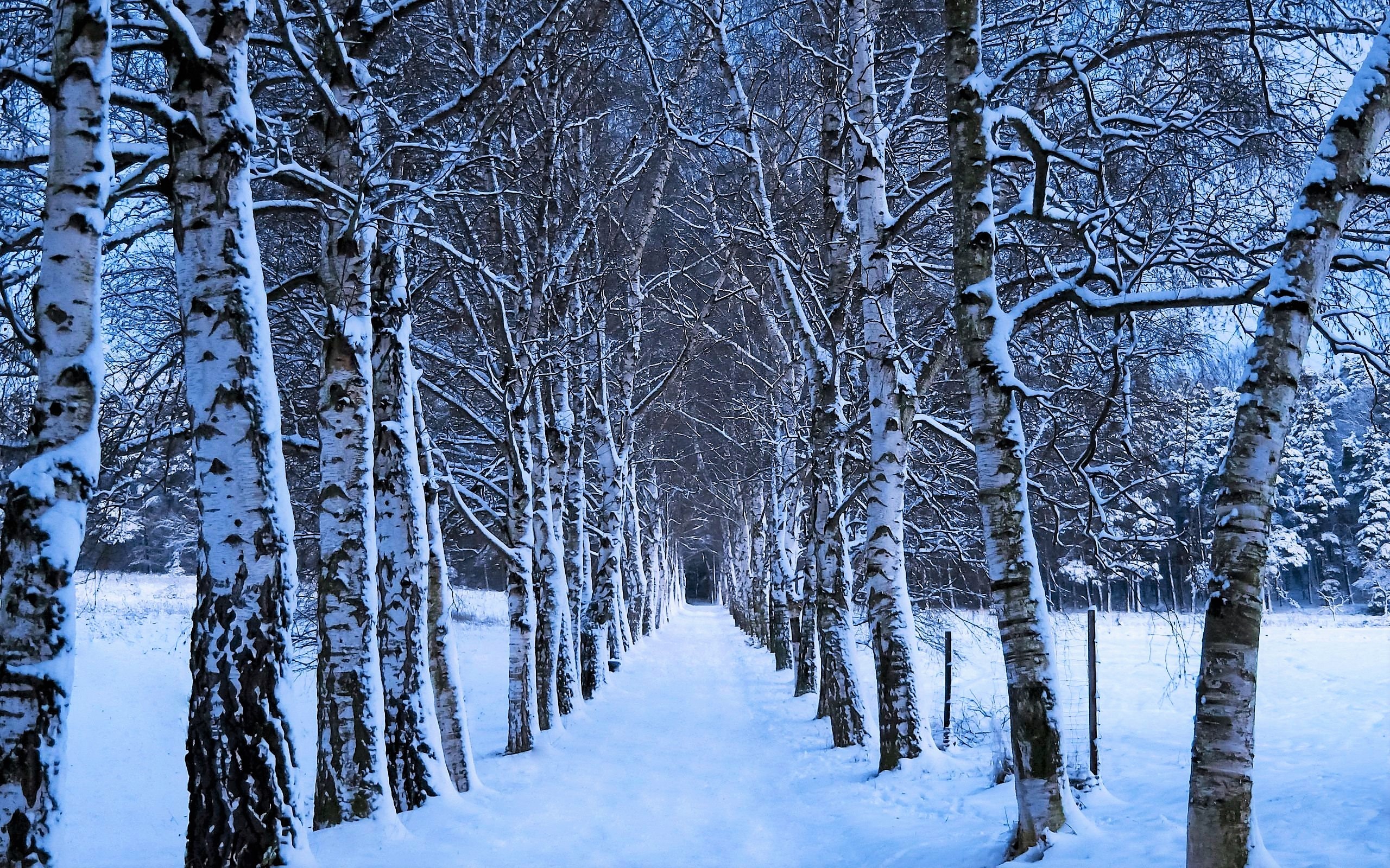 Скачать обои бесплатно Зима, Снег, Дорога, Дерево, Земля/природа, Обсаженный Деревьями, Берёза картинка на рабочий стол ПК