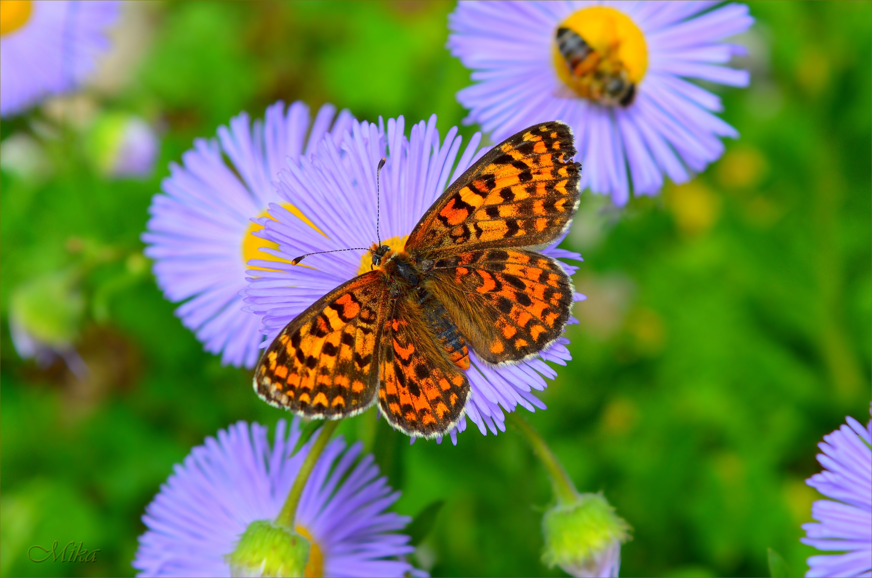 Téléchargez des papiers peints mobile Animaux, Fleur, Macro, Insecte, Papillon gratuitement.