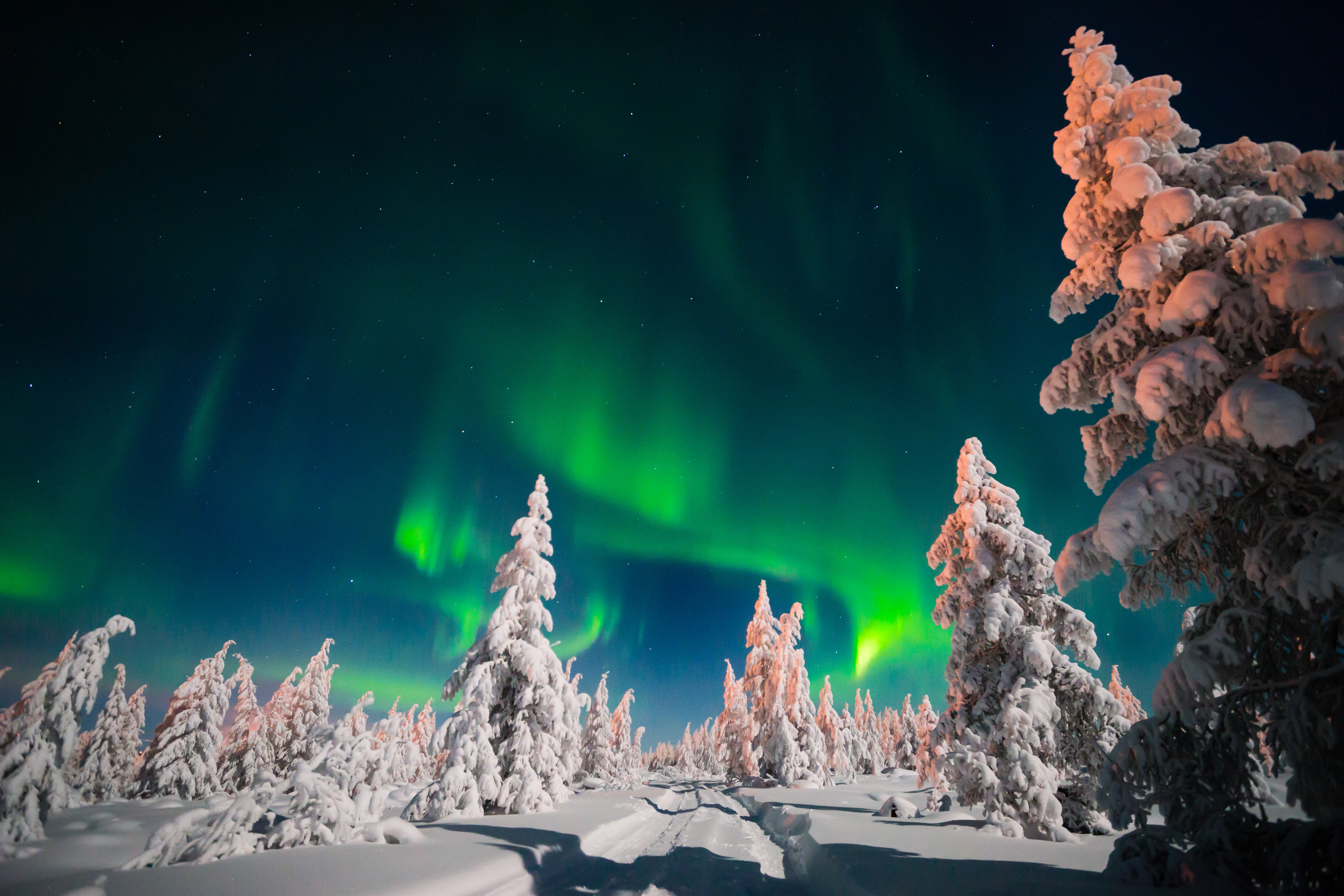 Descarga gratis la imagen Invierno, Cielo, Nieve, Bosque, Árbol, Aurora Boreal, Tierra/naturaleza en el escritorio de tu PC