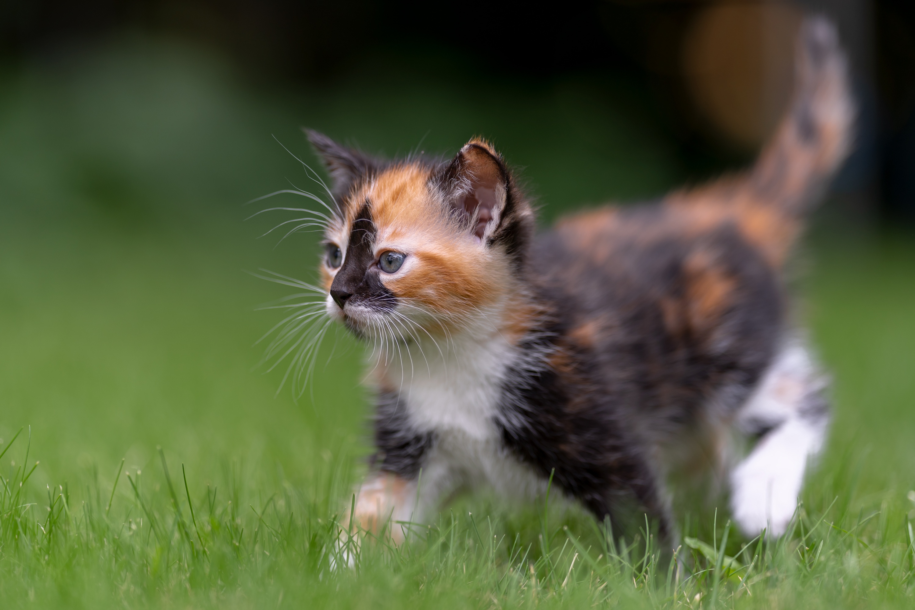 Laden Sie das Tiere, Katzen, Katze, Kätzchen, Tierbaby-Bild kostenlos auf Ihren PC-Desktop herunter