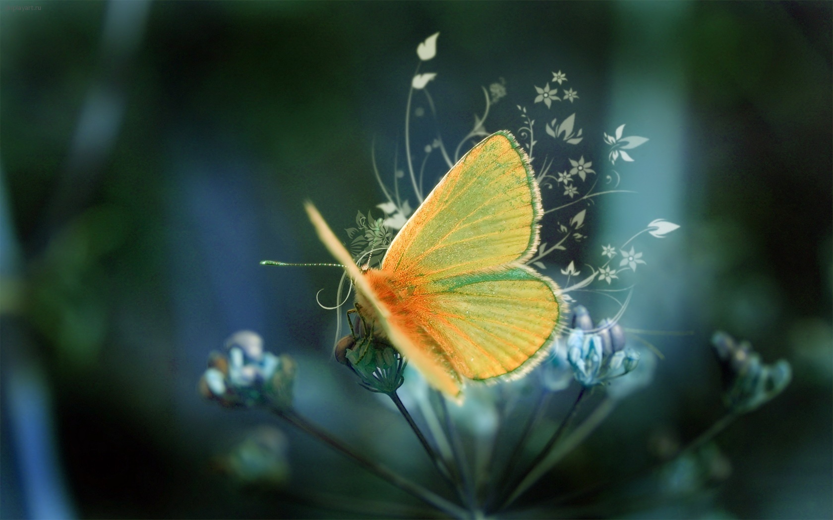 butterflies, insects HD wallpaper