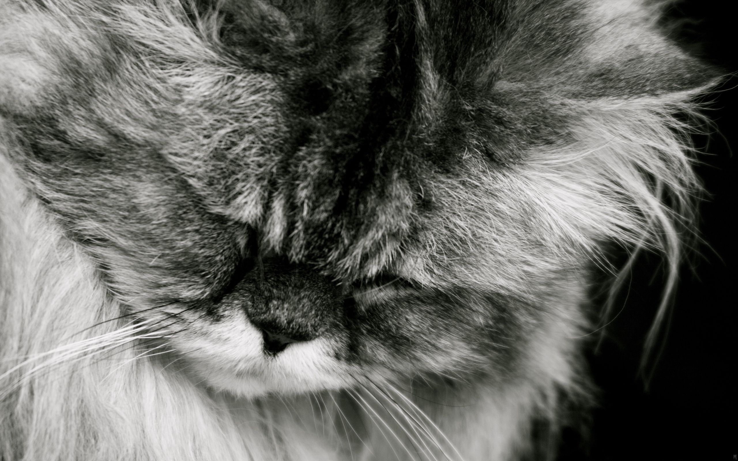desktop Images cat, animals, fluffy, muzzle, bw, chb