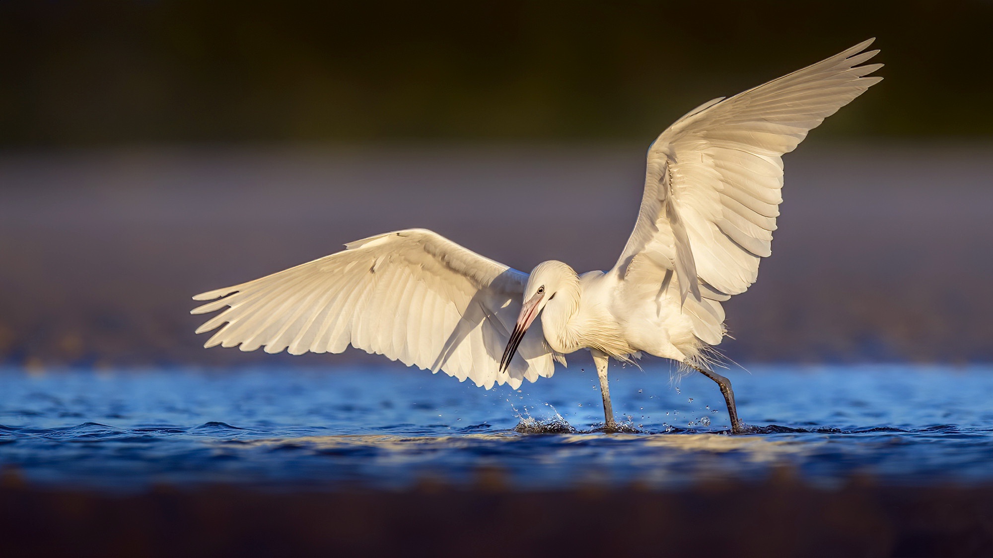 Download mobile wallpaper Egret, Birds, Animal for free.