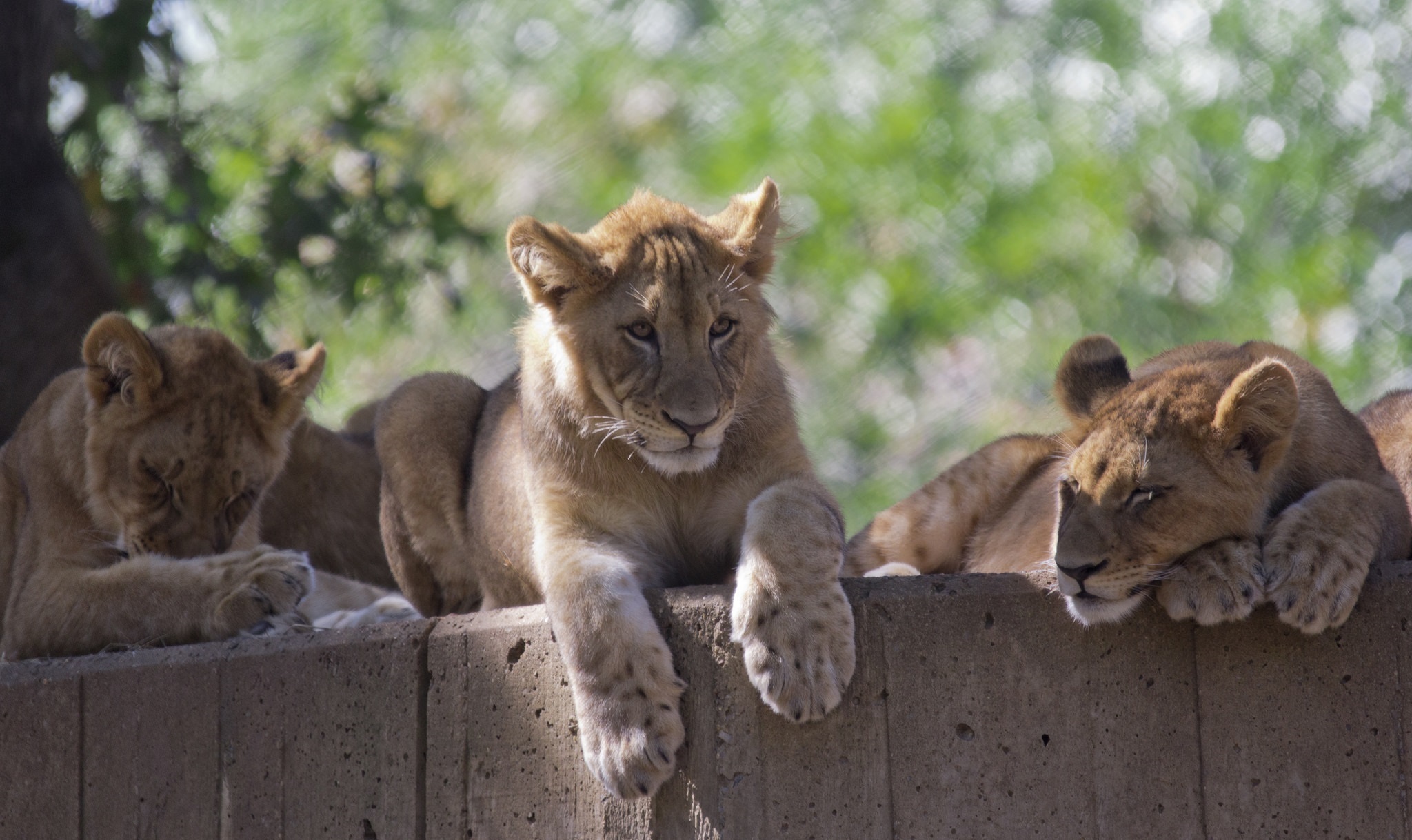 Baixar papel de parede para celular de Animais, Gatos, Leão, Bokeh, Jardim Zoológico, Animal Bebê gratuito.