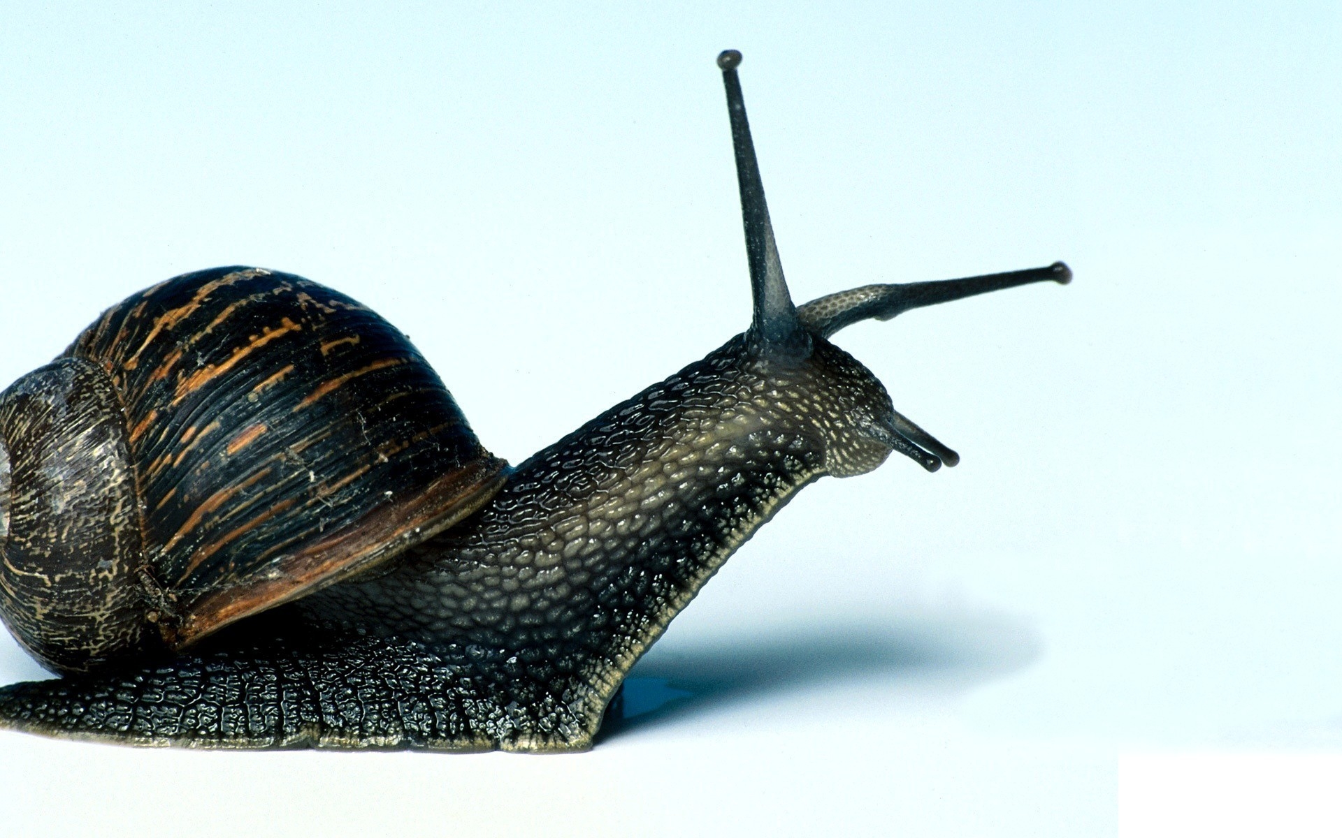 Download mobile wallpaper Animal, Snail for free.