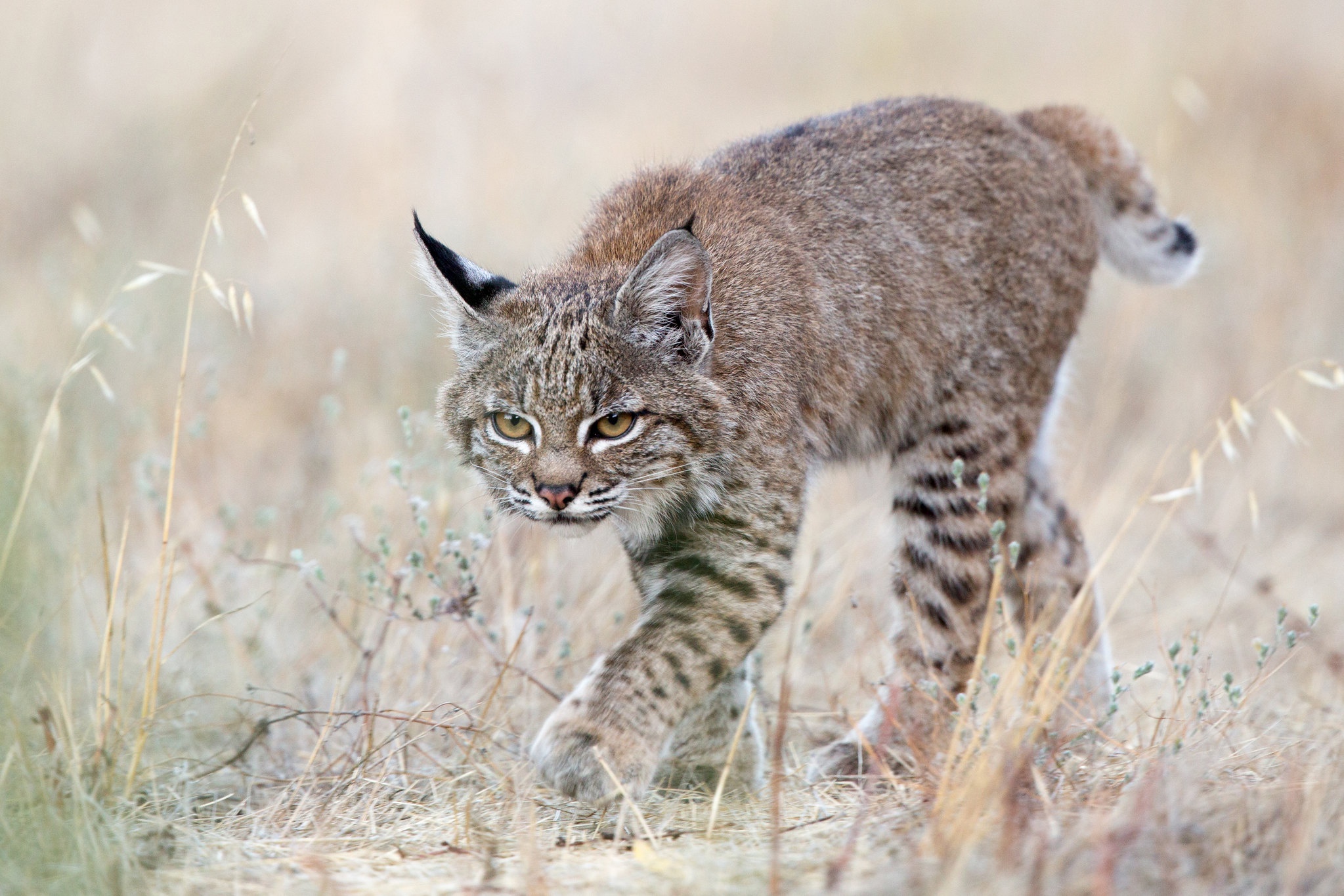 Téléchargez gratuitement l'image Animaux, Chats, Lynx sur le bureau de votre PC