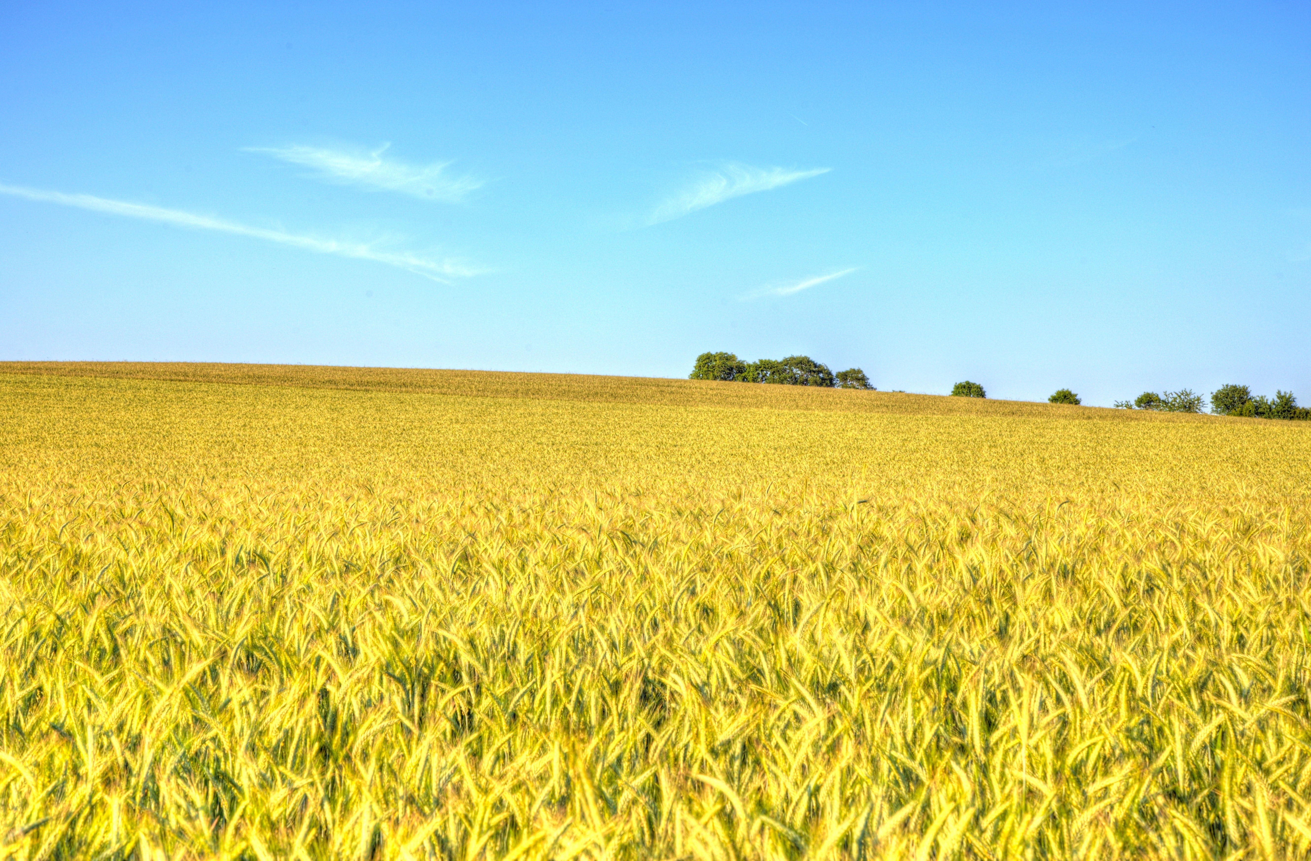Laden Sie das Natur, Sommer, Weizen, Feld, Erde/natur-Bild kostenlos auf Ihren PC-Desktop herunter