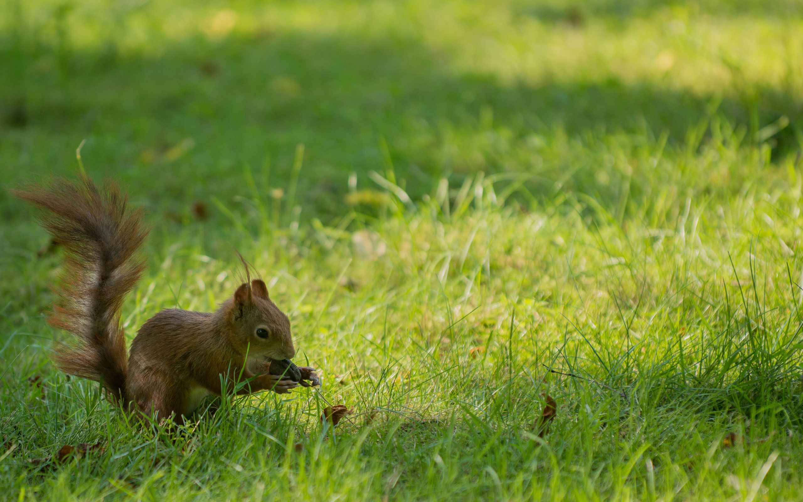 Free download wallpaper Animals, Grass, Playful, Tail, Squirrel on your PC desktop