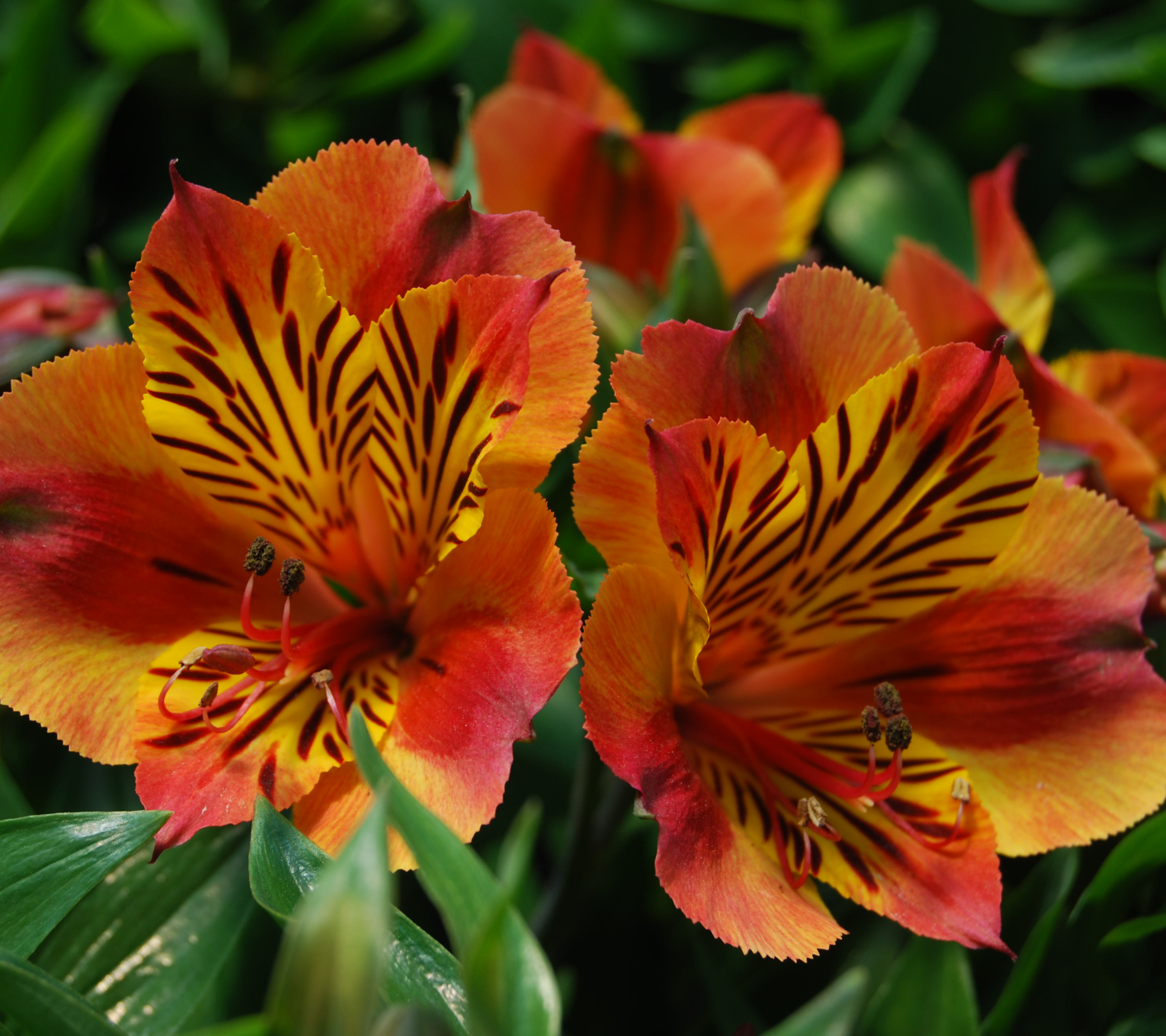 Téléchargez gratuitement l'image Fleurs, Fleur, Terre/nature sur le bureau de votre PC