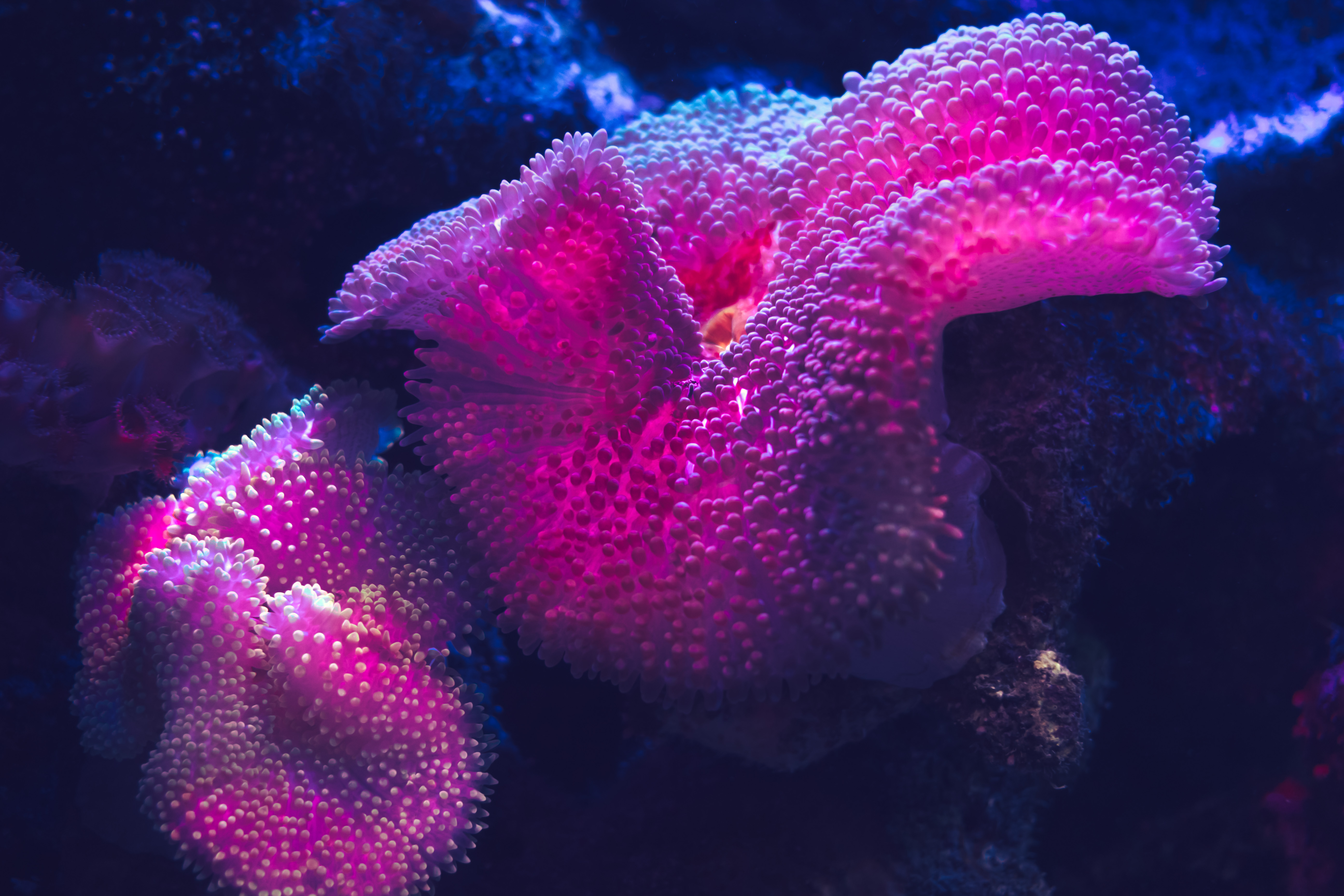 Free download wallpaper Coral, Animal on your PC desktop