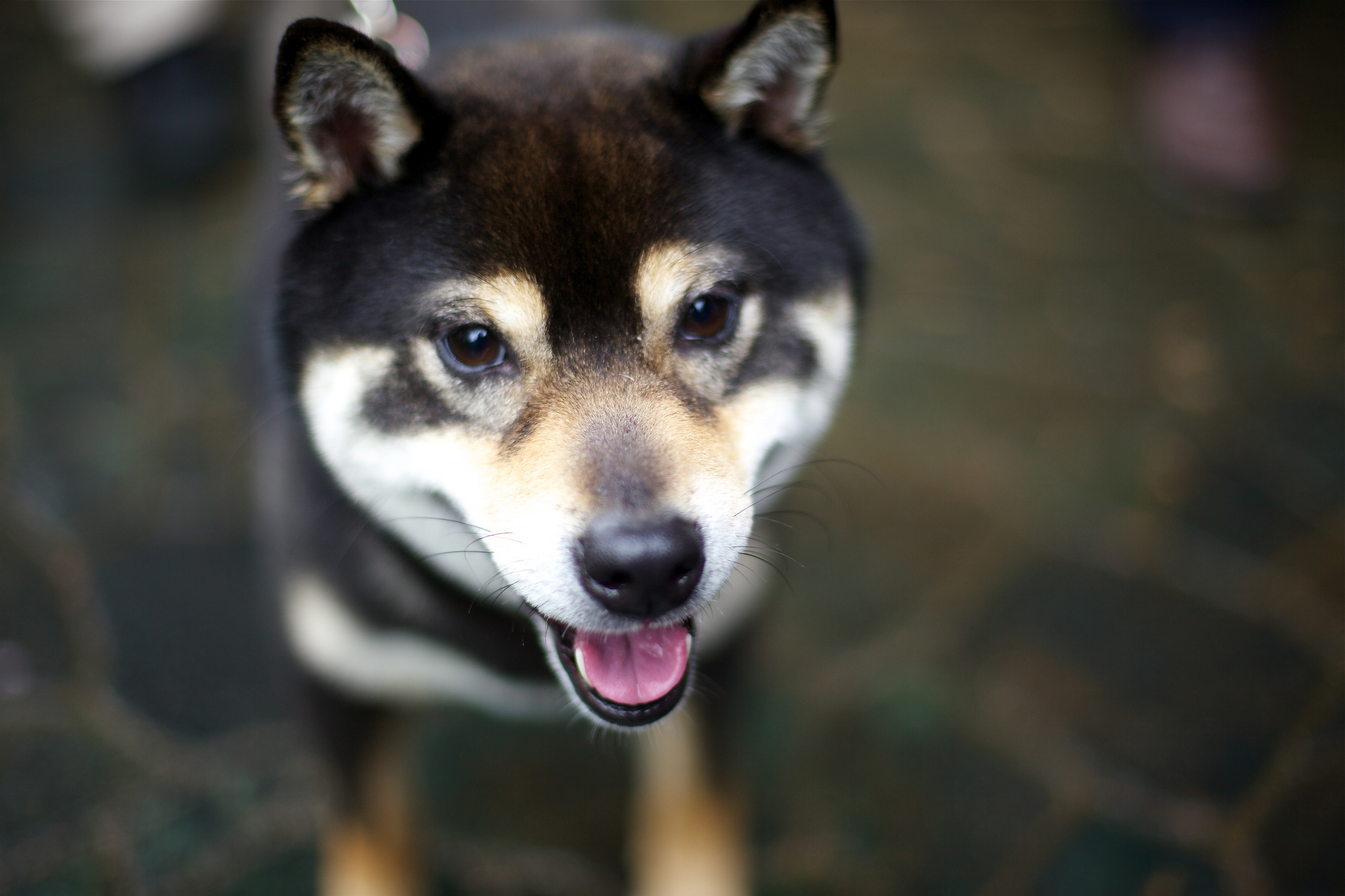 Baixe gratuitamente a imagem Animais, Cães, Cão na área de trabalho do seu PC