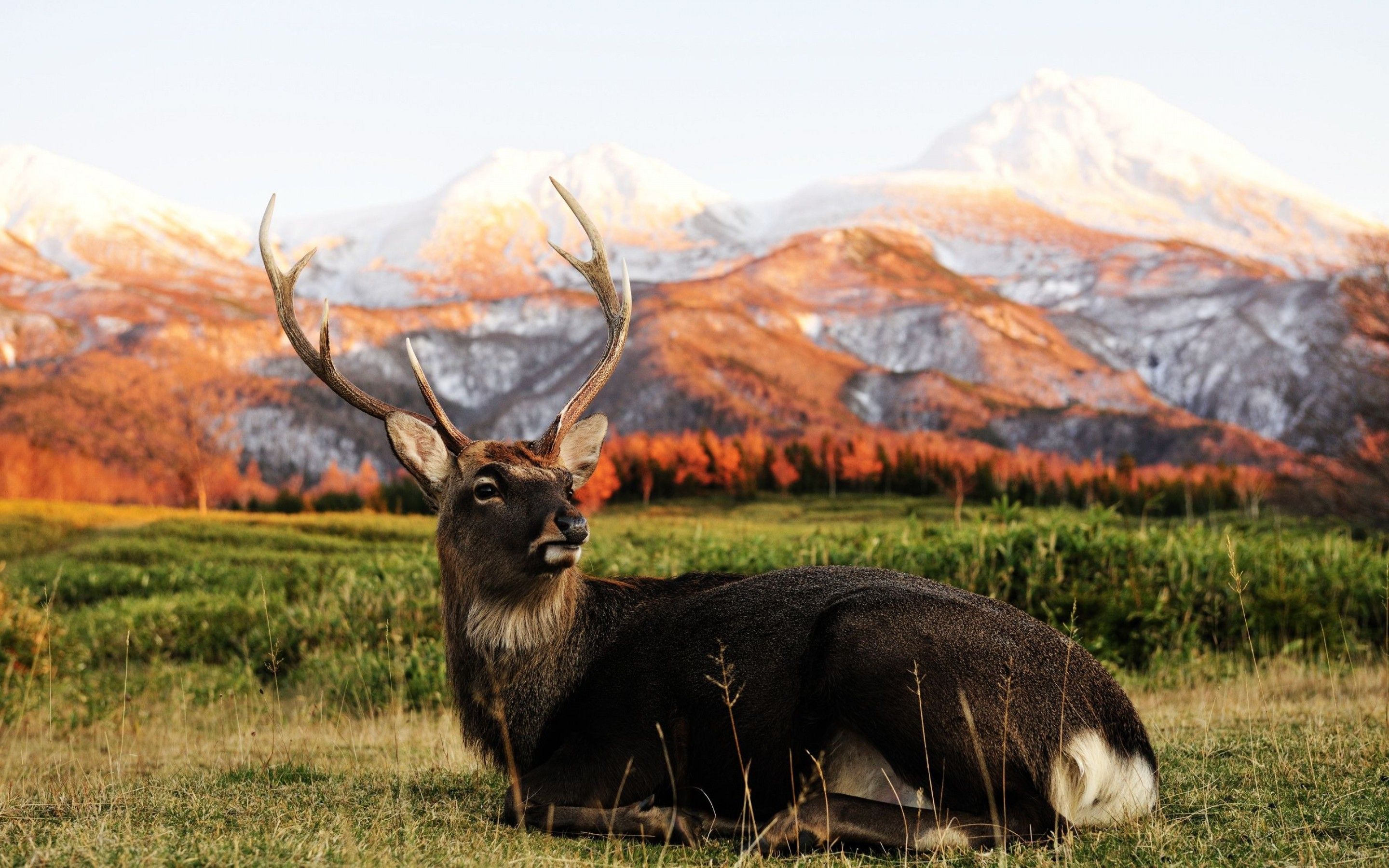 Laden Sie das Tiere, Hirsch-Bild kostenlos auf Ihren PC-Desktop herunter