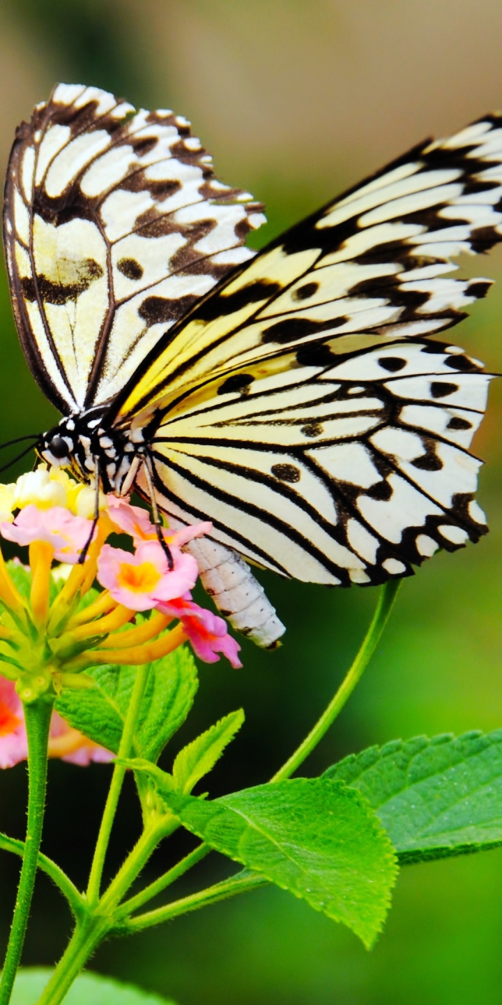 Download mobile wallpaper Butterfly, Animal for free.